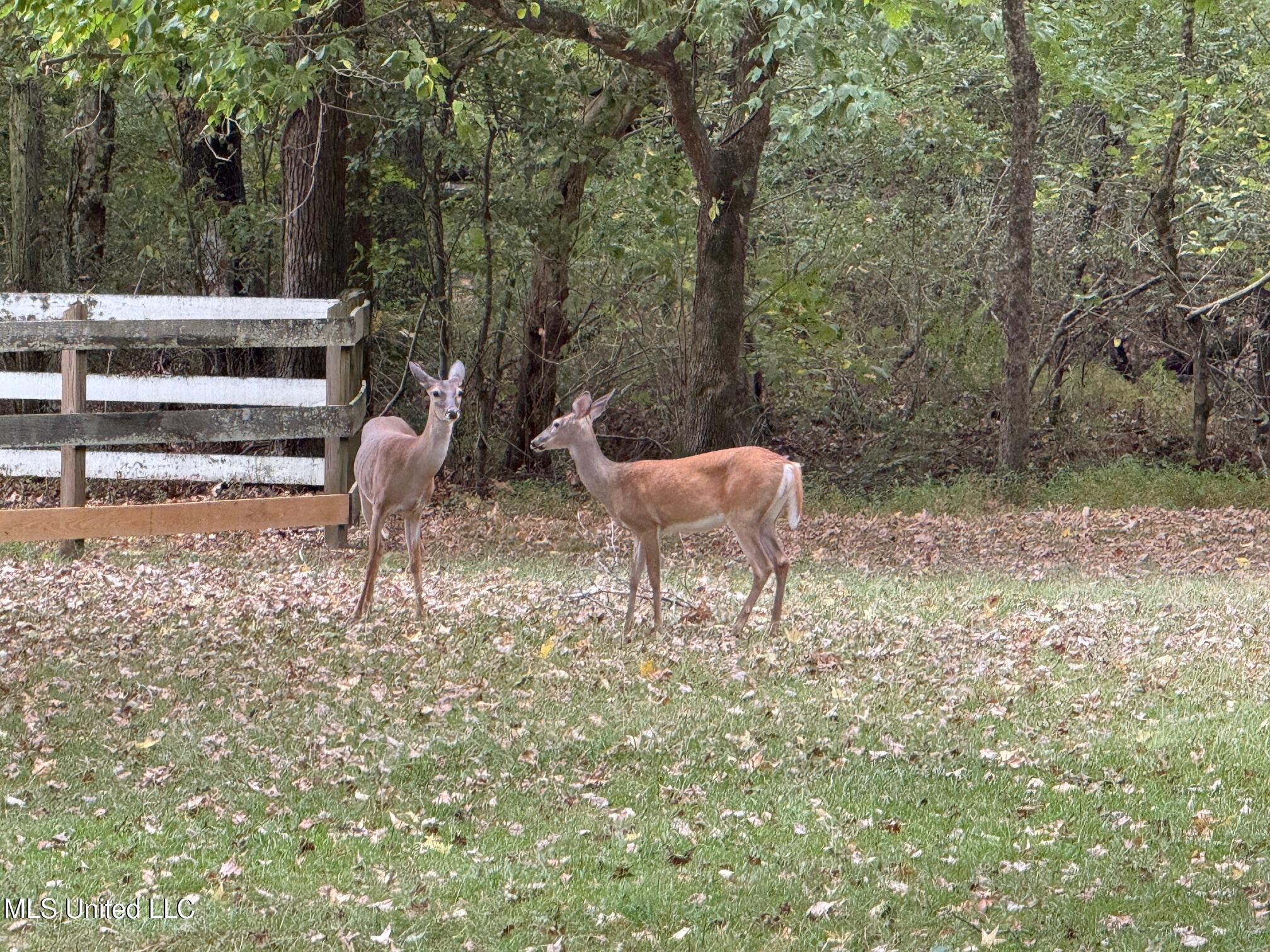 4575 Roman Dell Cove Property Photo 61