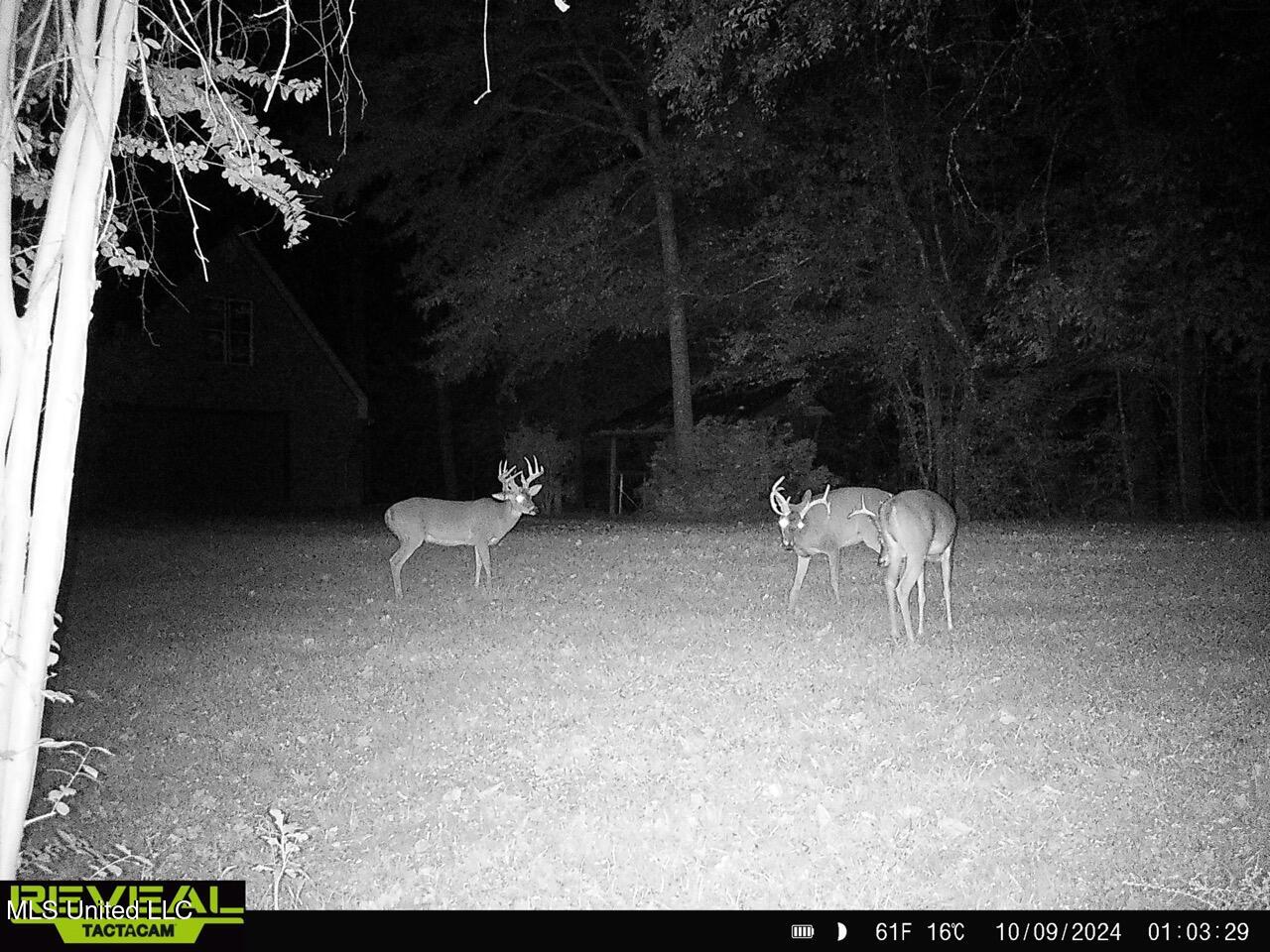 52 Ogden Road Property Photo 45