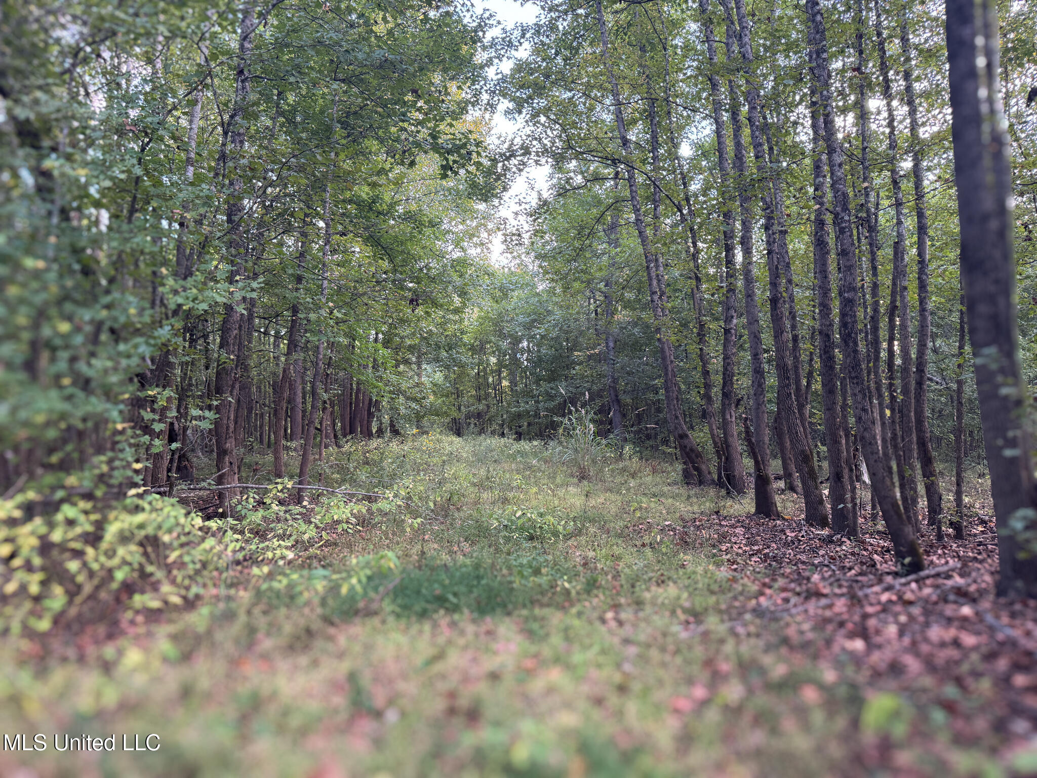 Davis Lane Property Photo 5