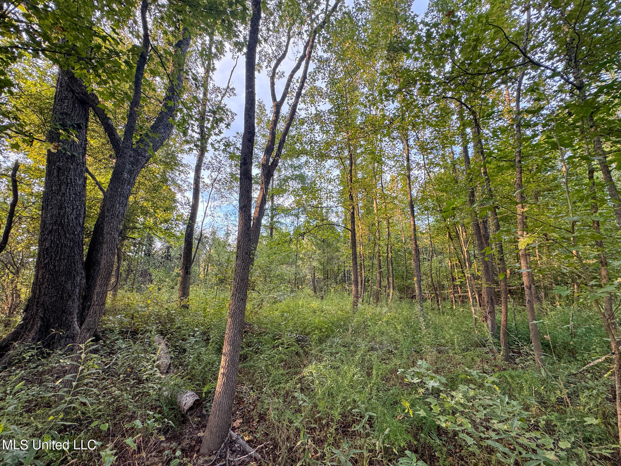 Davis Lane Property Photo 25
