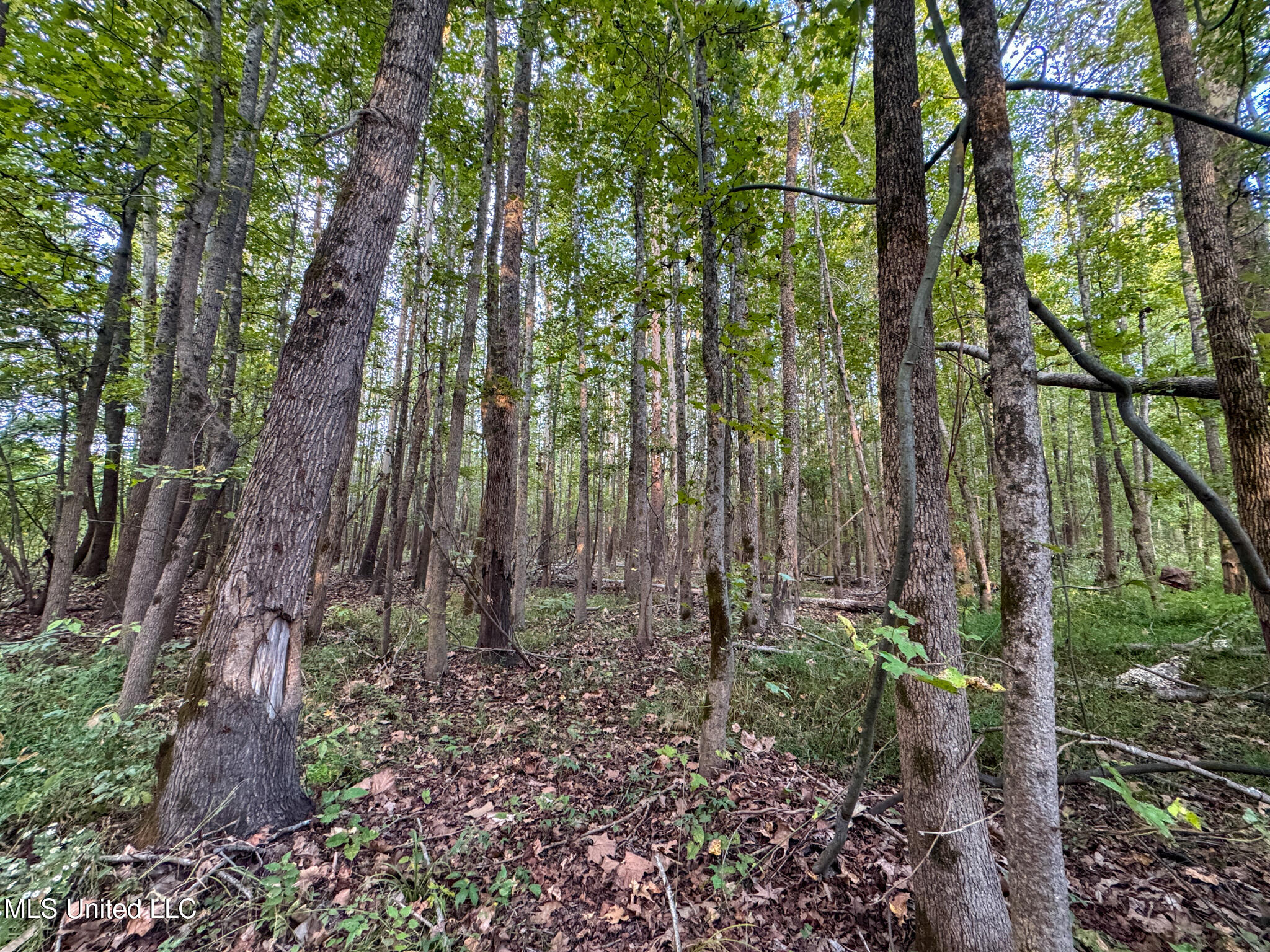 Davis Lane Property Photo 26
