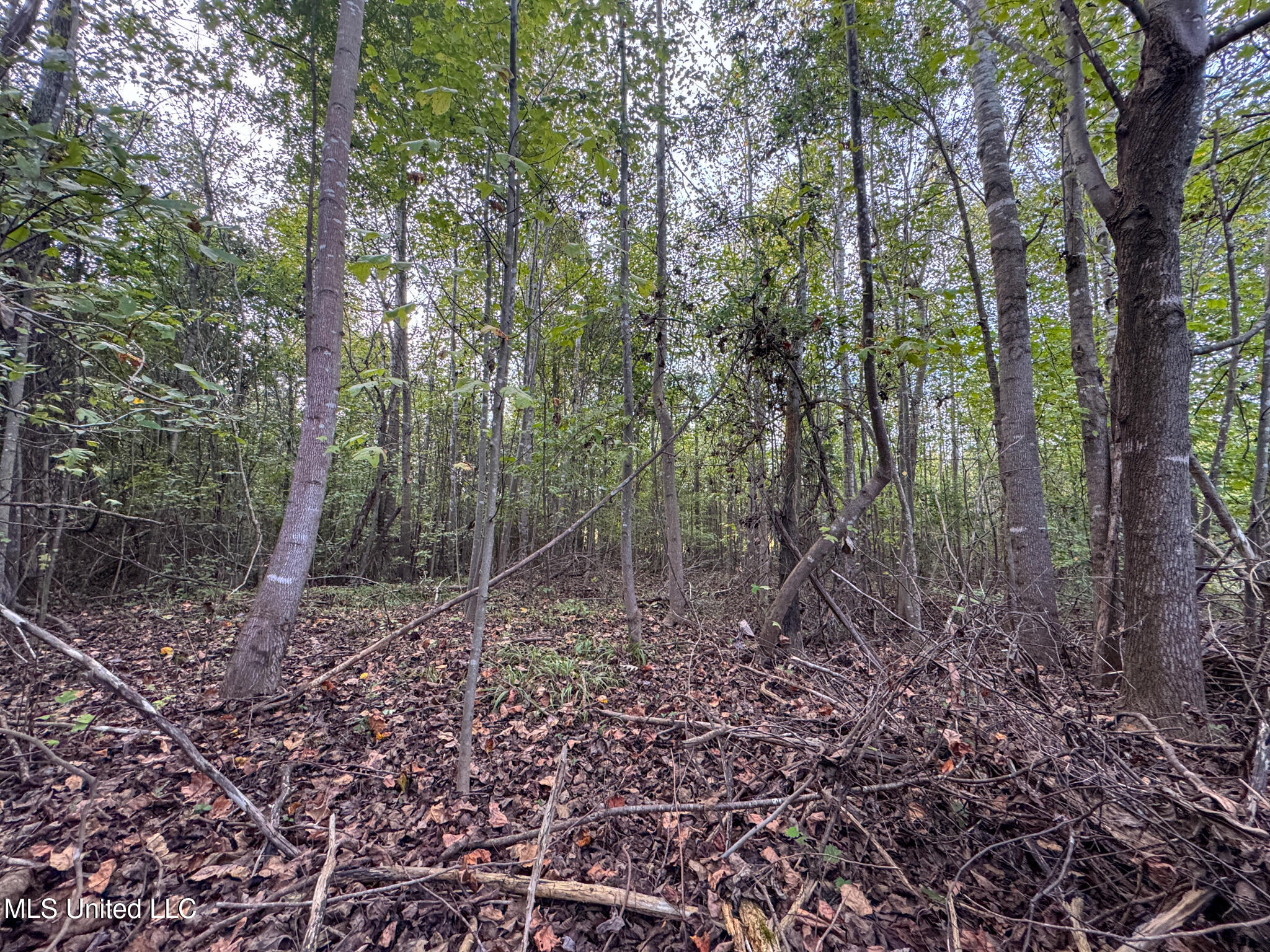 Davis Lane Property Photo 27