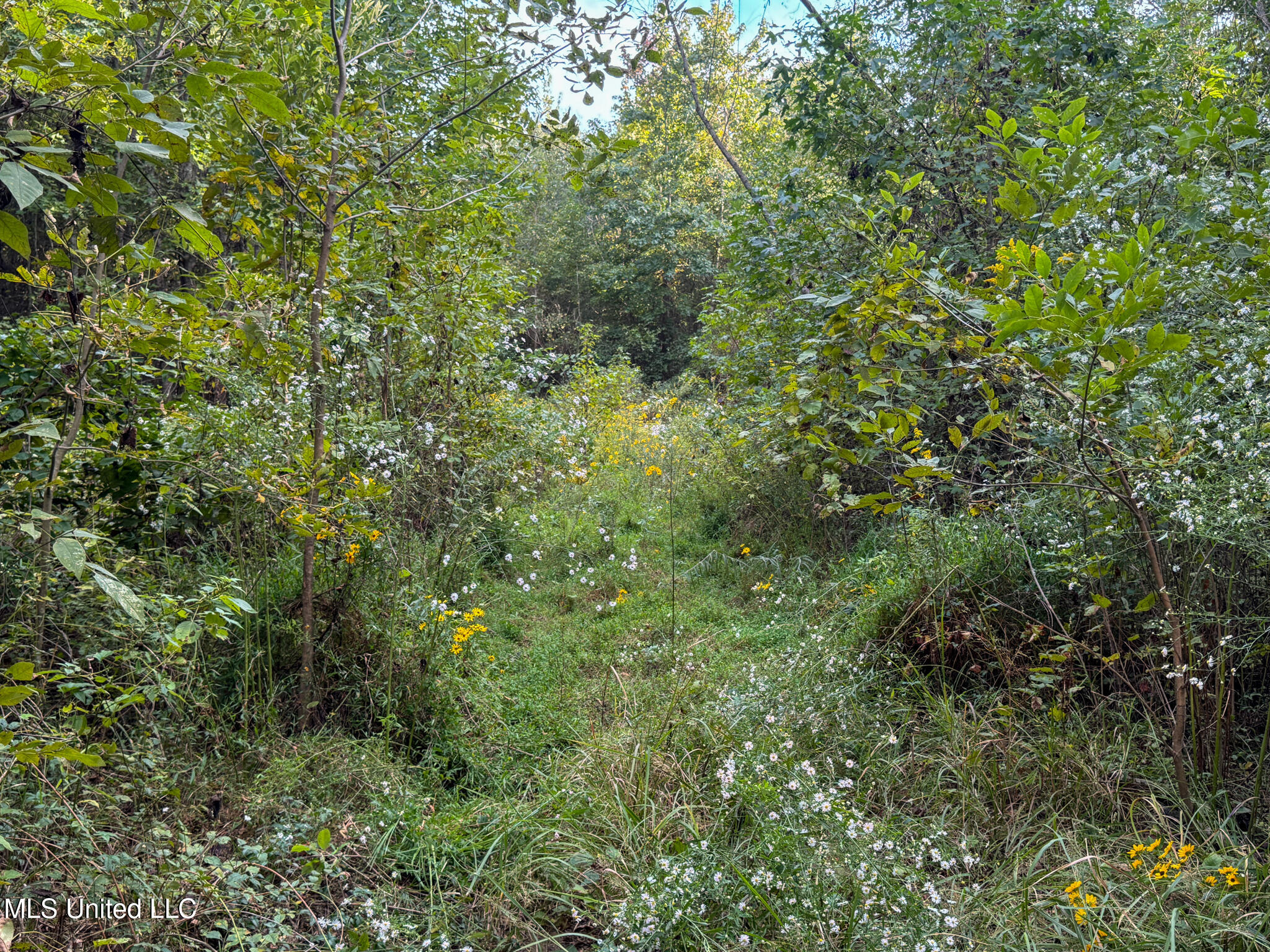 Davis Lane Property Photo 35