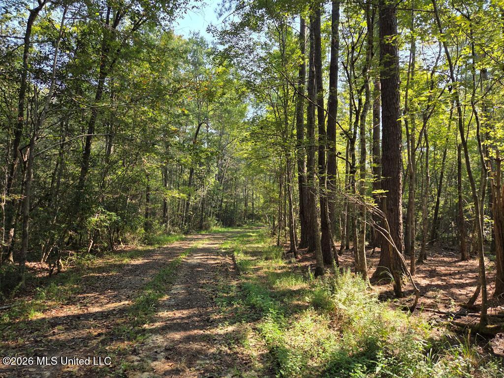 21.79 Acre Homer Ladner Road Property Photo 4
