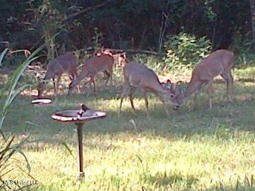 36 Wildlife Way Property Photo 4
