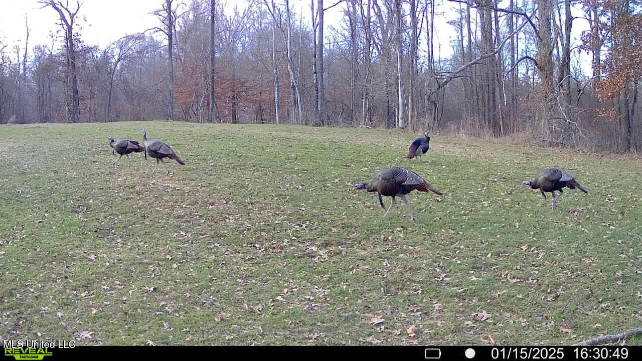 2233 Holloman Road Property Photo 86