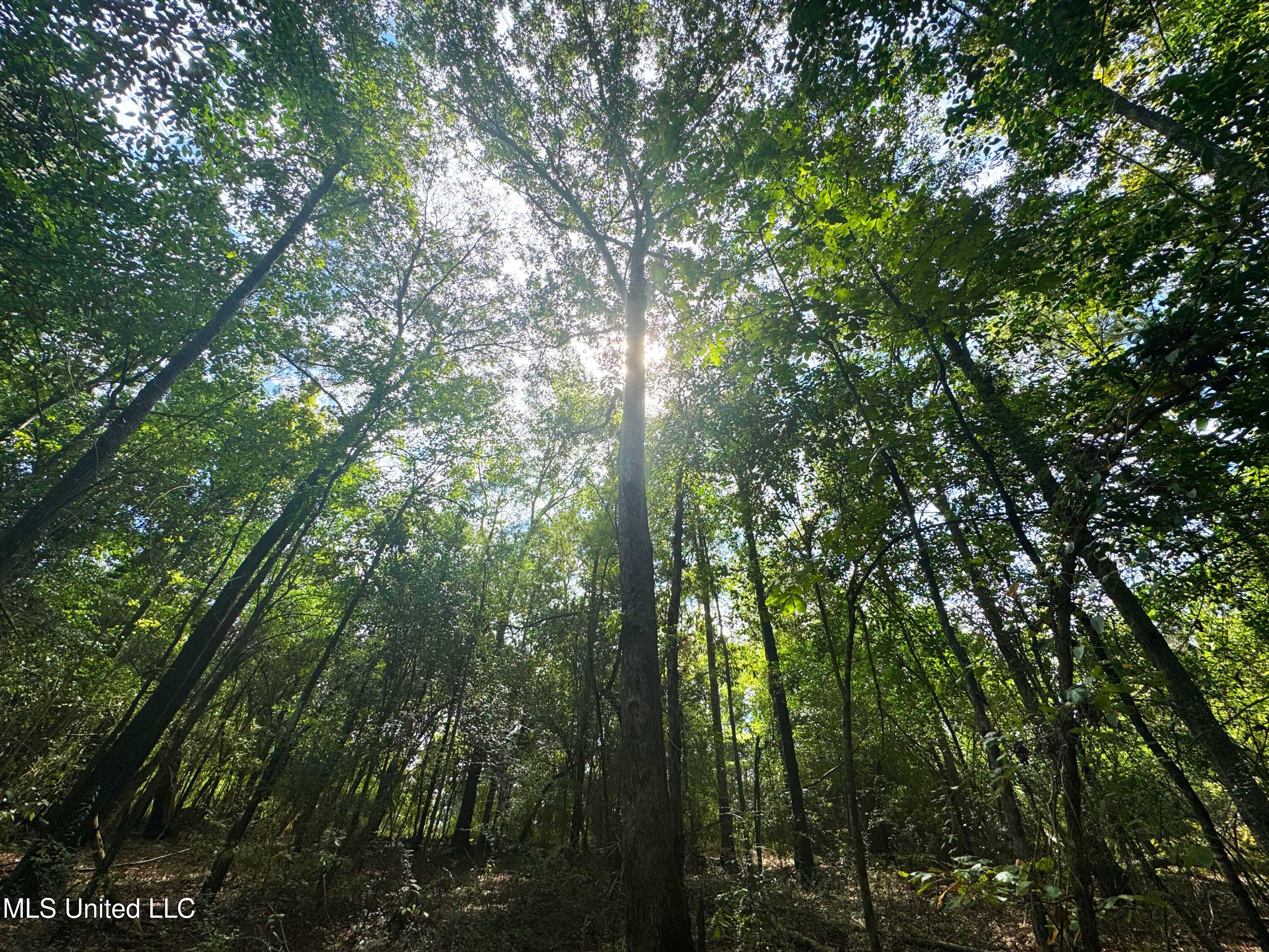 222 Log Cabin Road Property Photo 50