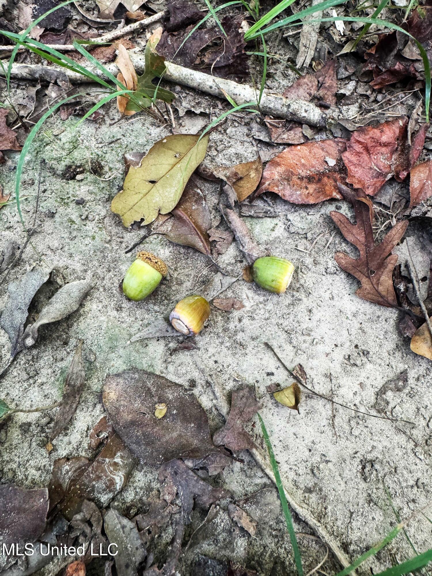 222 Log Cabin Road Property Photo 52