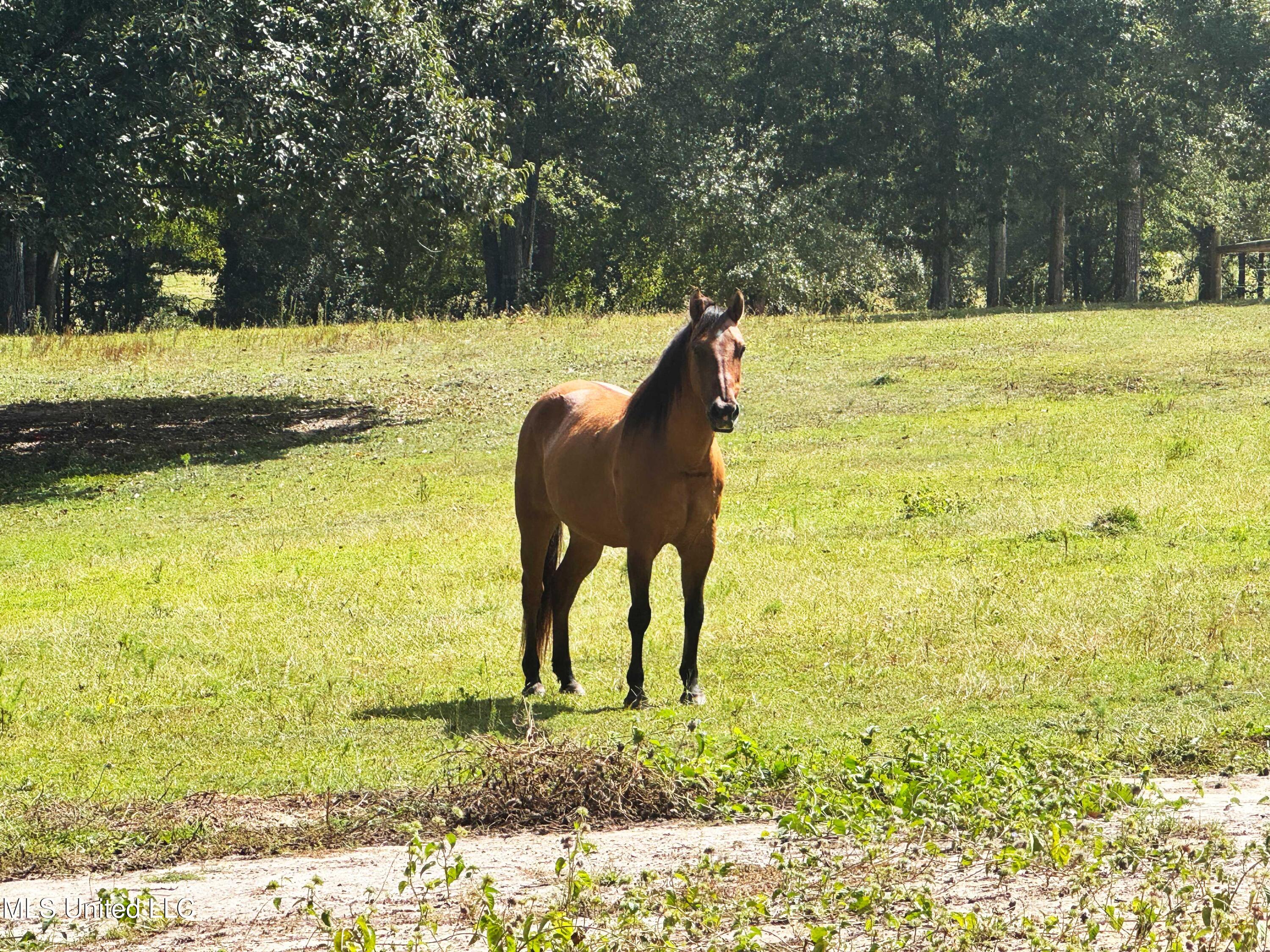 222 Log Cabin Road Property Photo 53