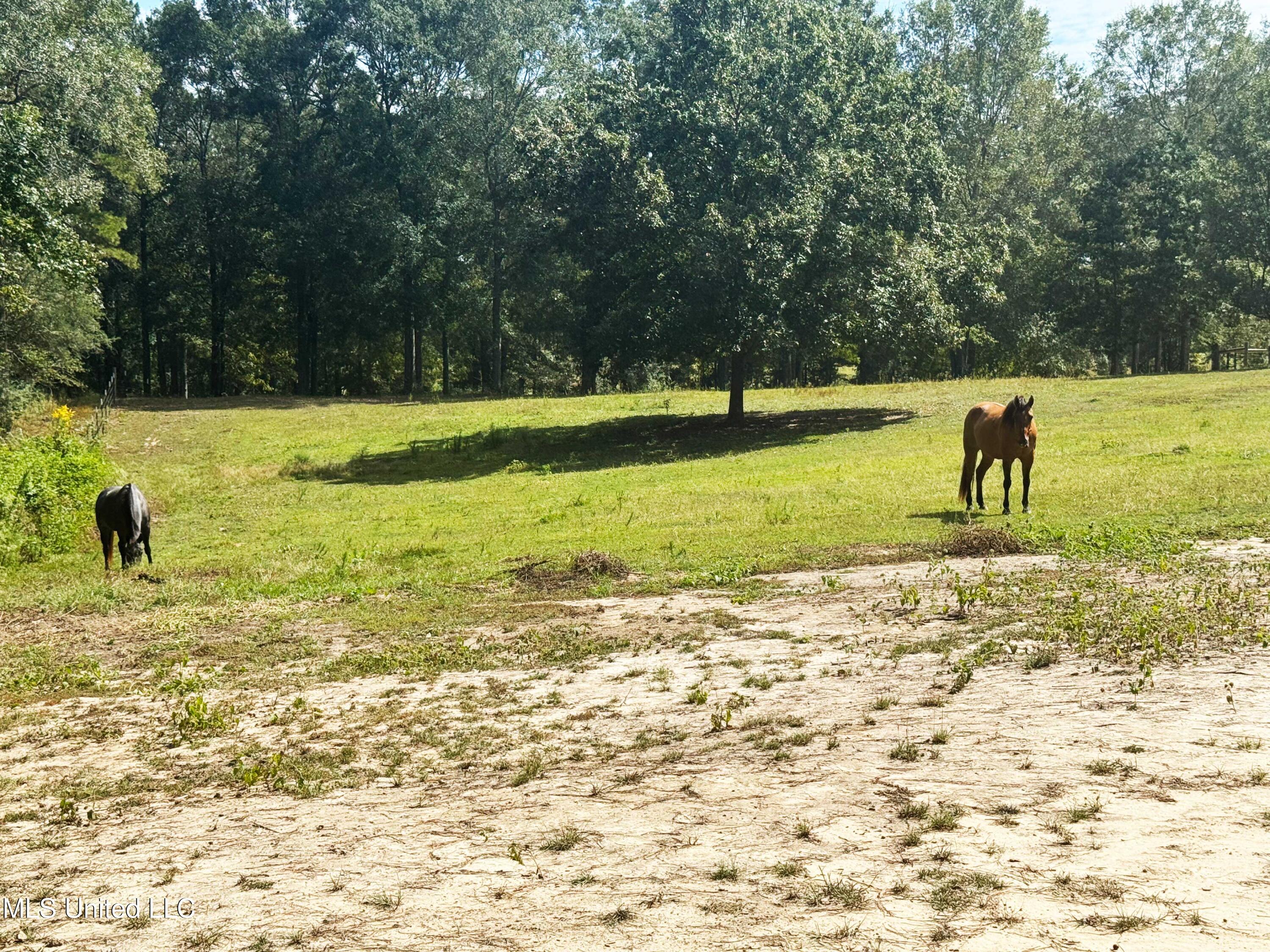 222 Log Cabin Road Property Photo 54