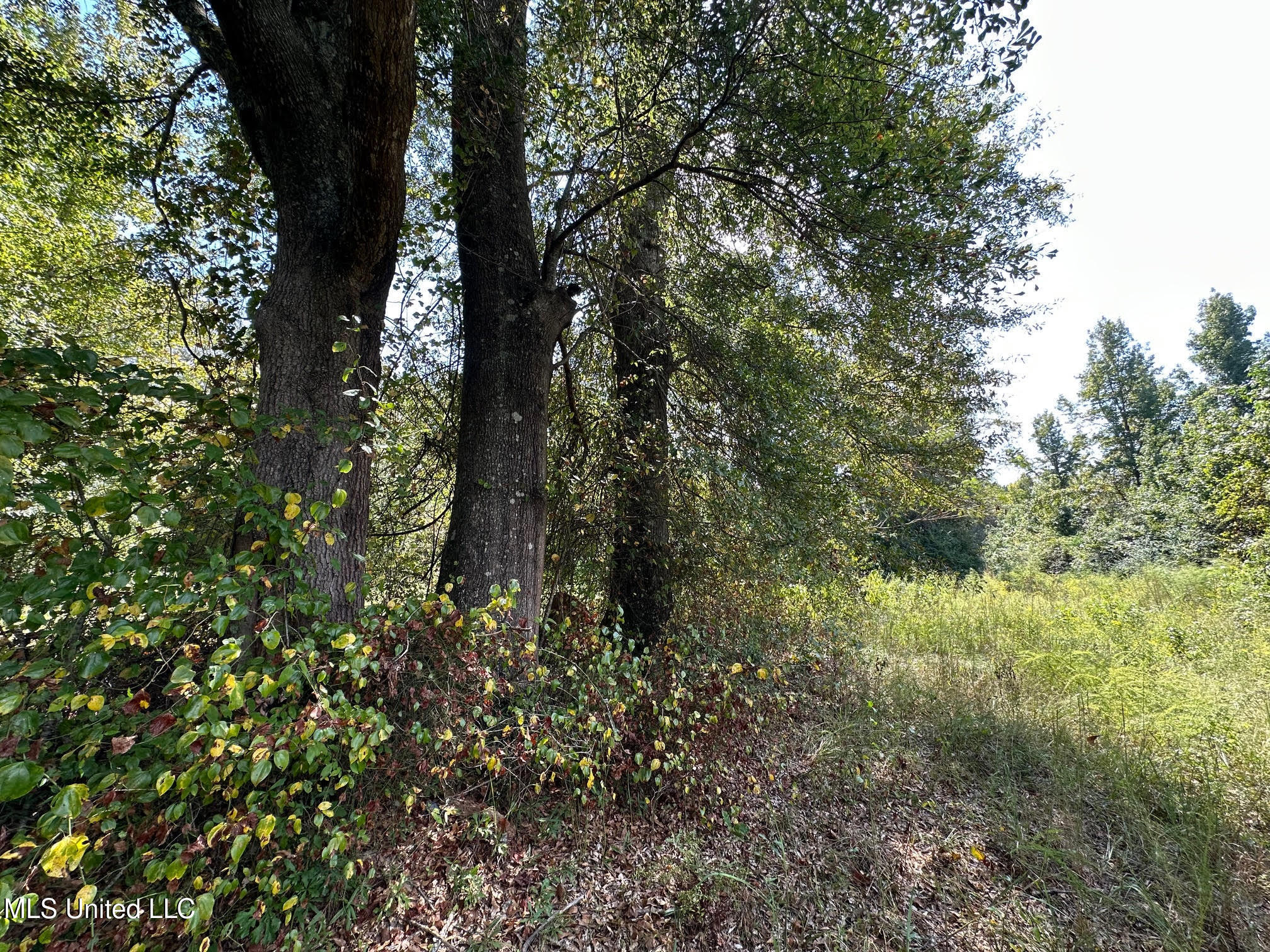 624 Caraway Road Property Photo 4