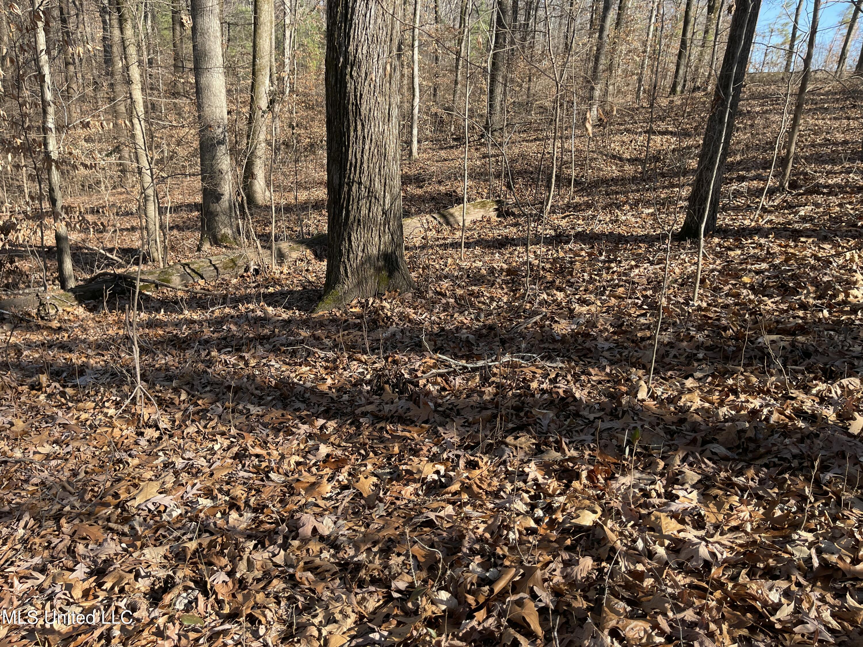 2311 Pocahontas Cove Property Photo 3