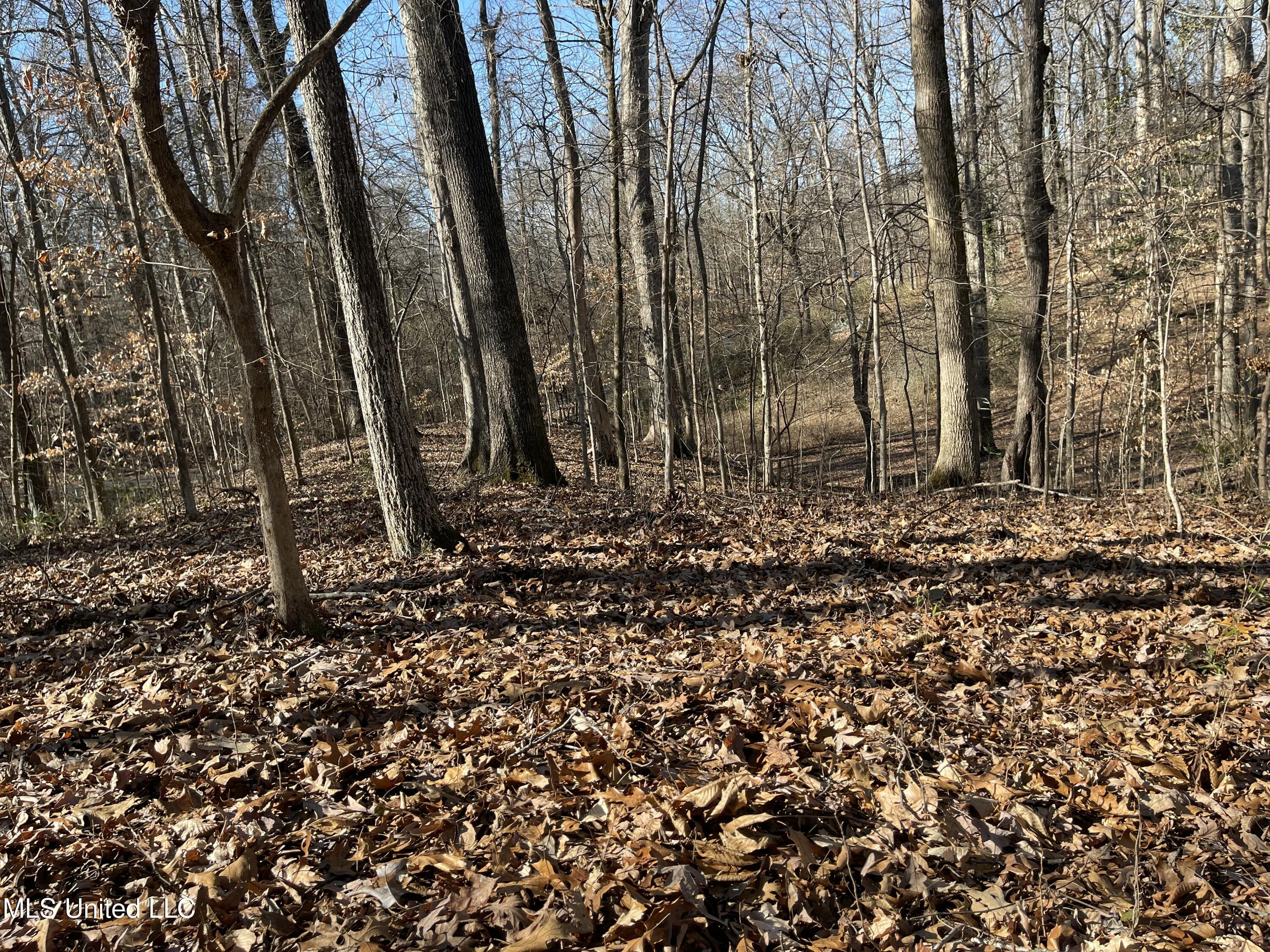 2311 Pocahontas Cove Property Photo 4
