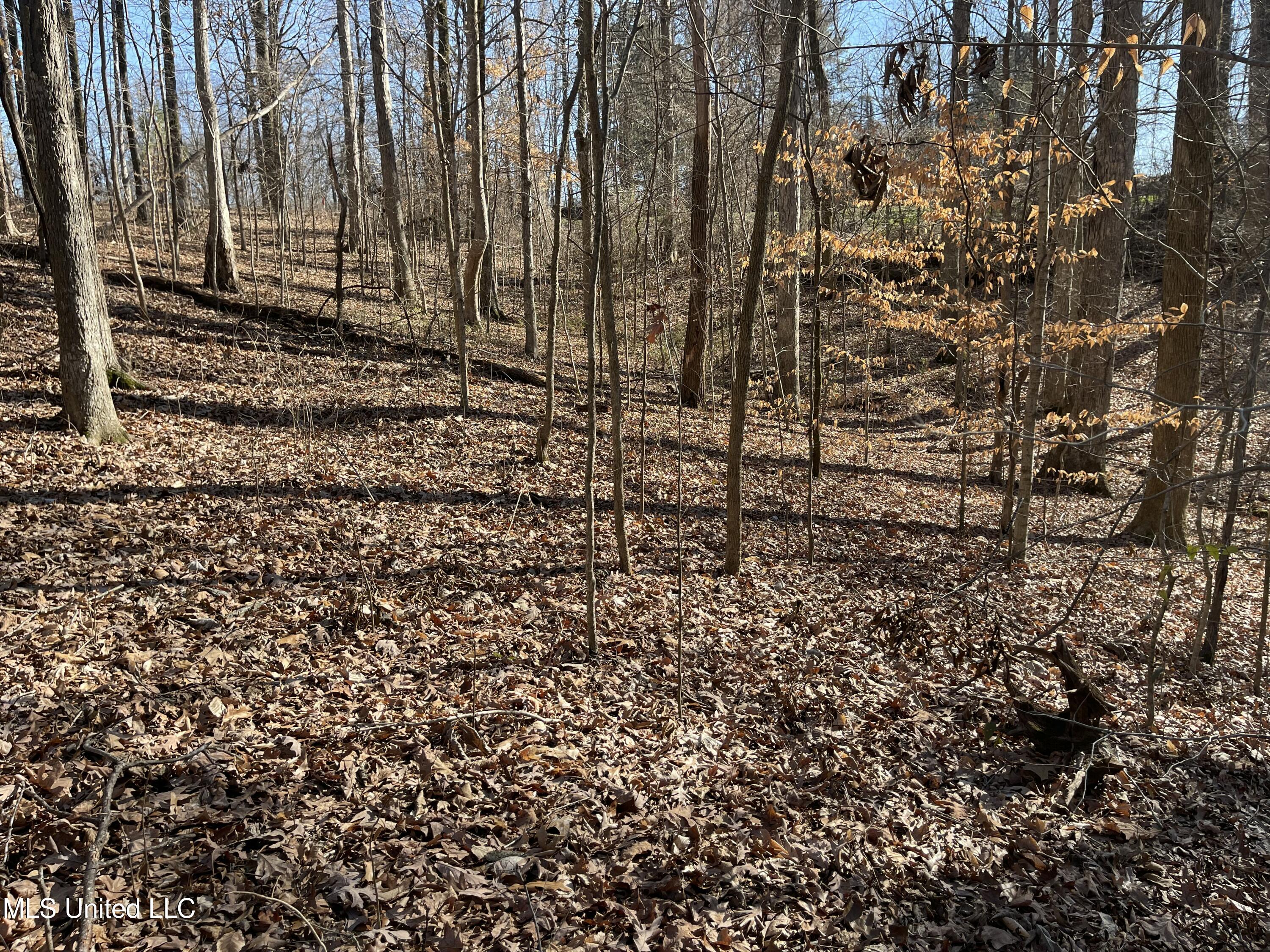 2311 Pocahontas Cove Property Photo 5