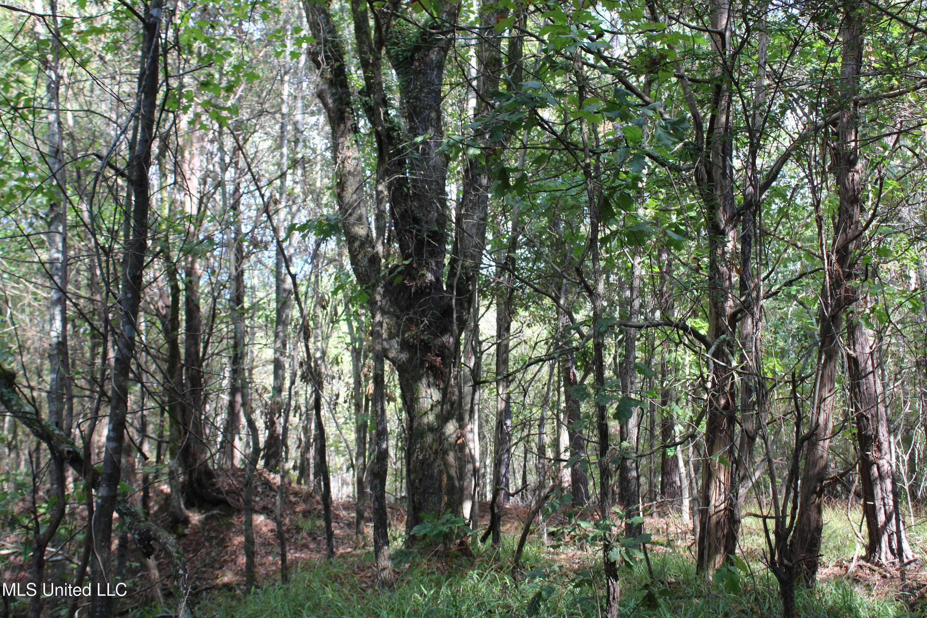 4 Byhalia Road Property Photo 3