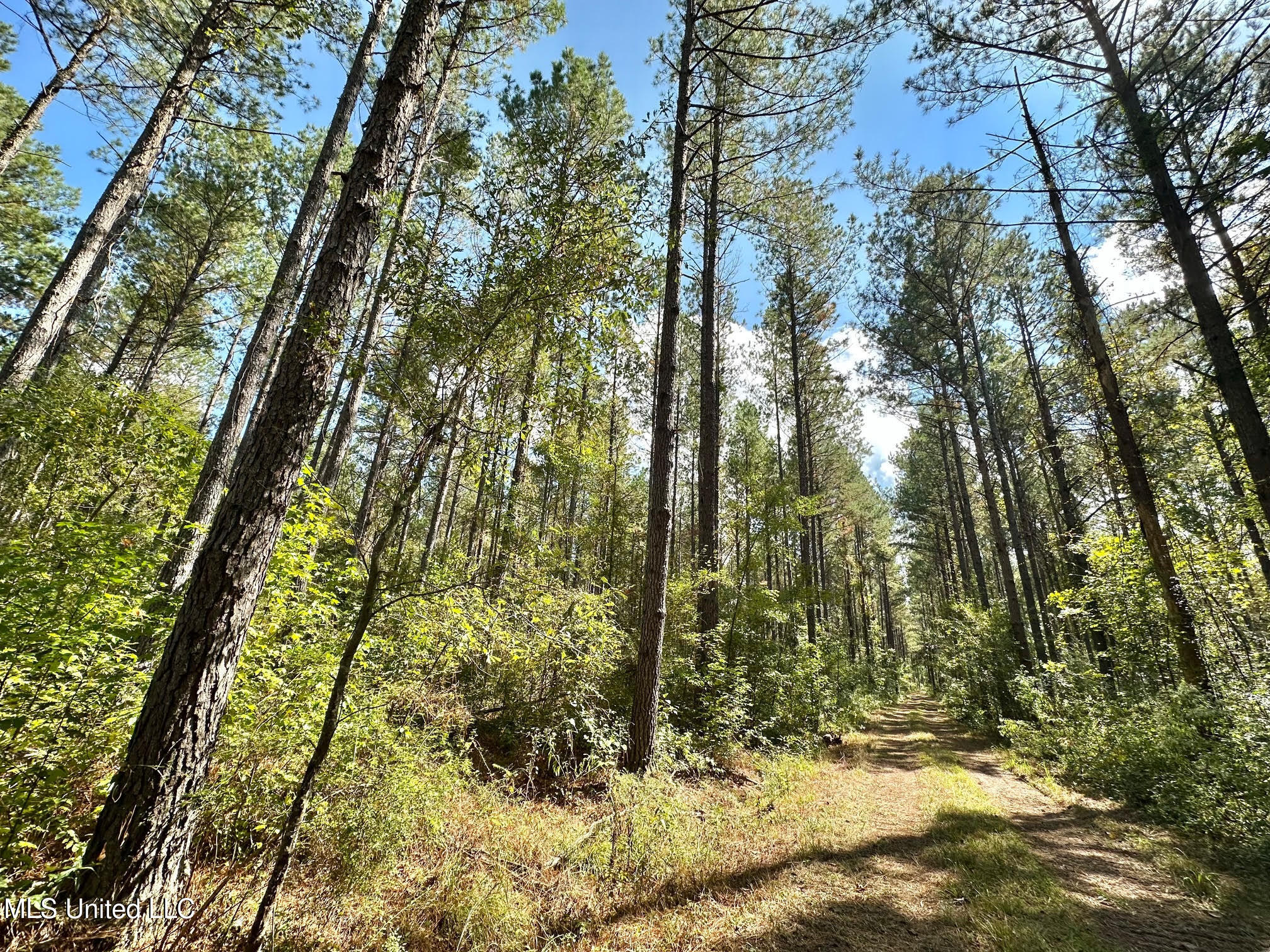 0 Highway 469 Property Photo 5