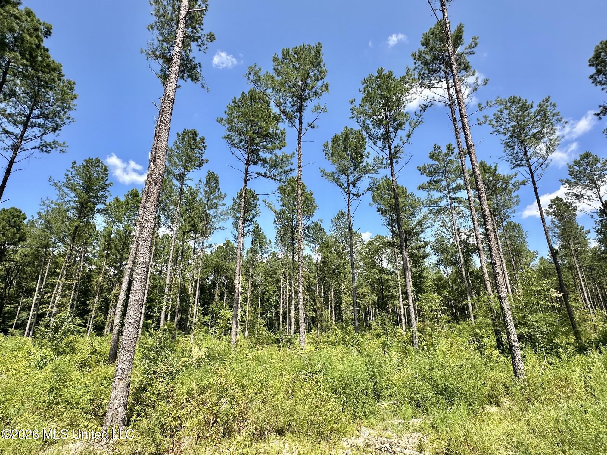 0 Highway 469 Property Photo 5
