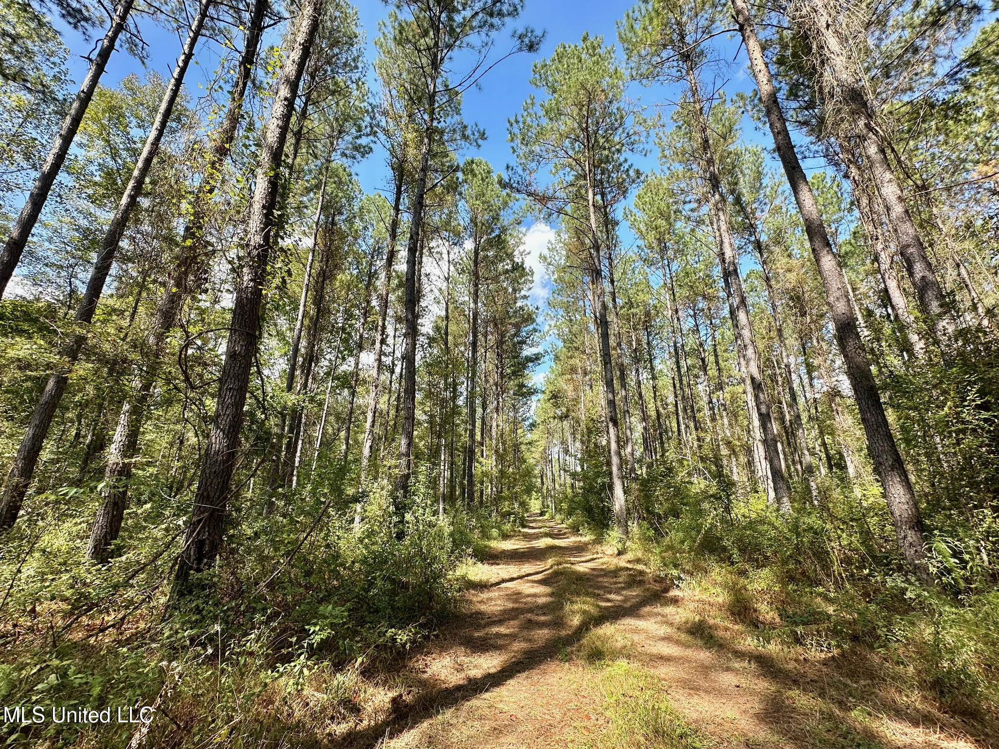 0 Highway 469 Property Photo 6