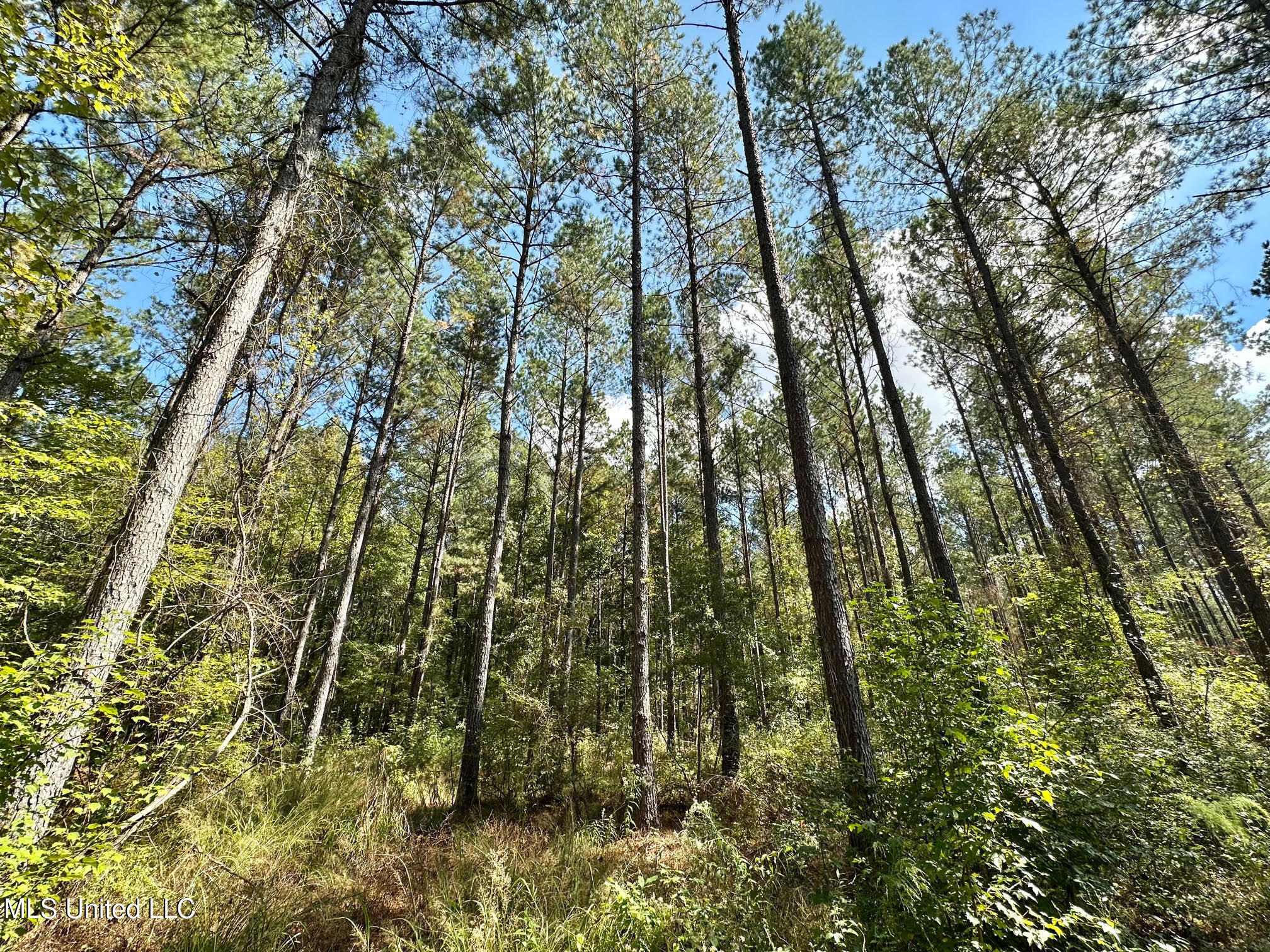 0 Highway 469 Property Photo 8