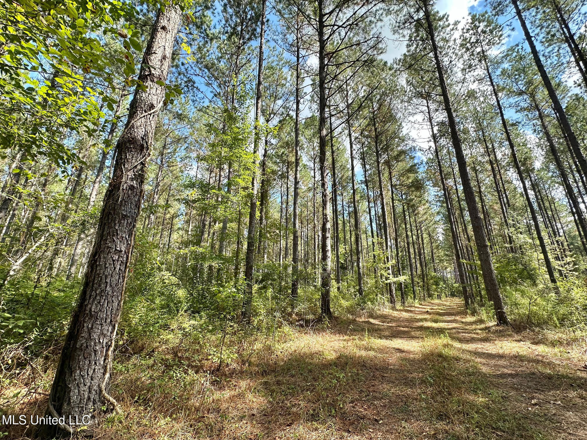 0 Highway 469 Property Photo 14