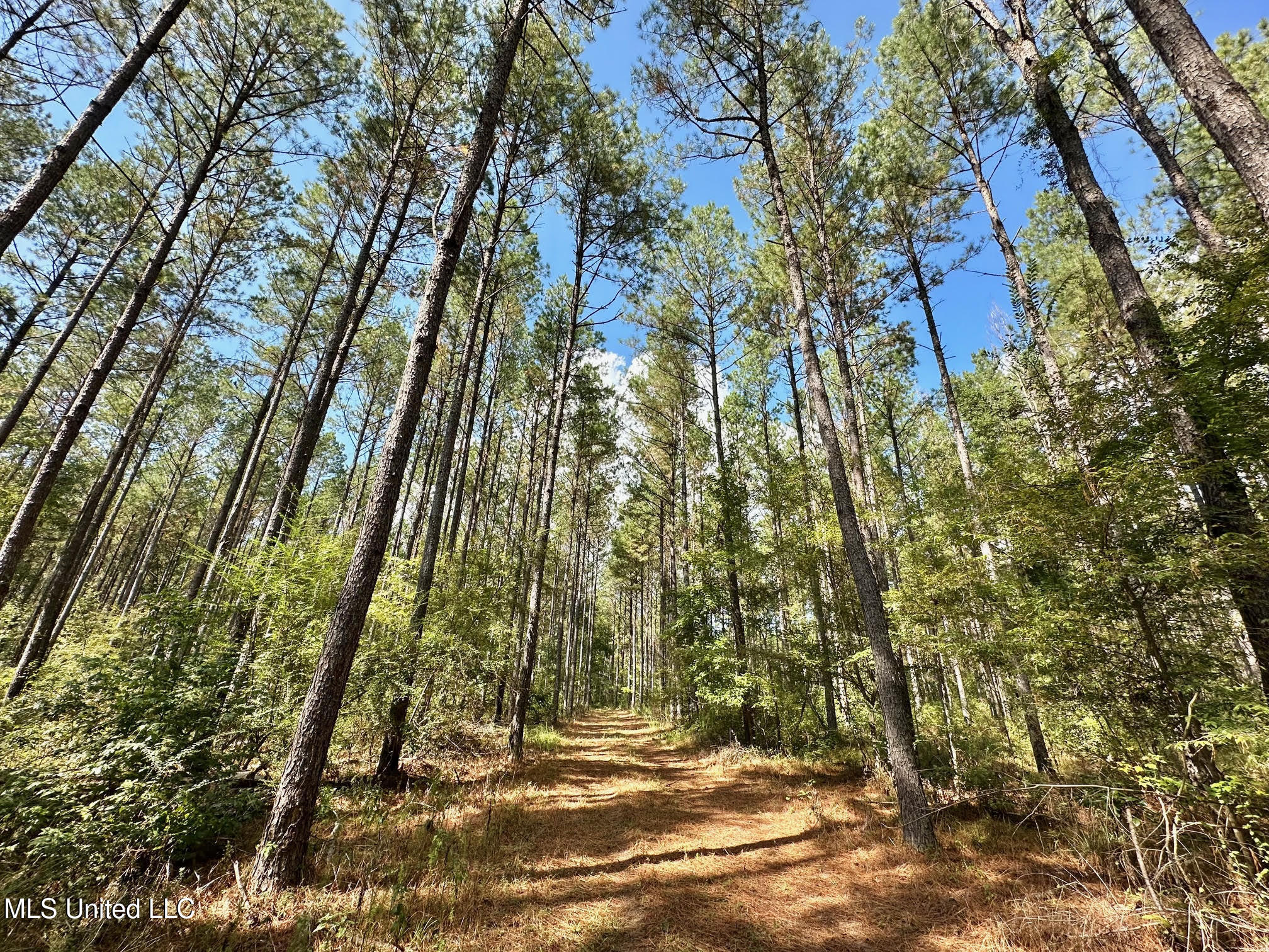 0 Highway 469 Property Photo 16