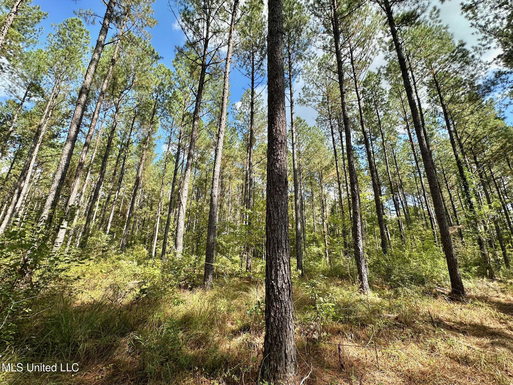 0 Highway 469 Property Photo 17