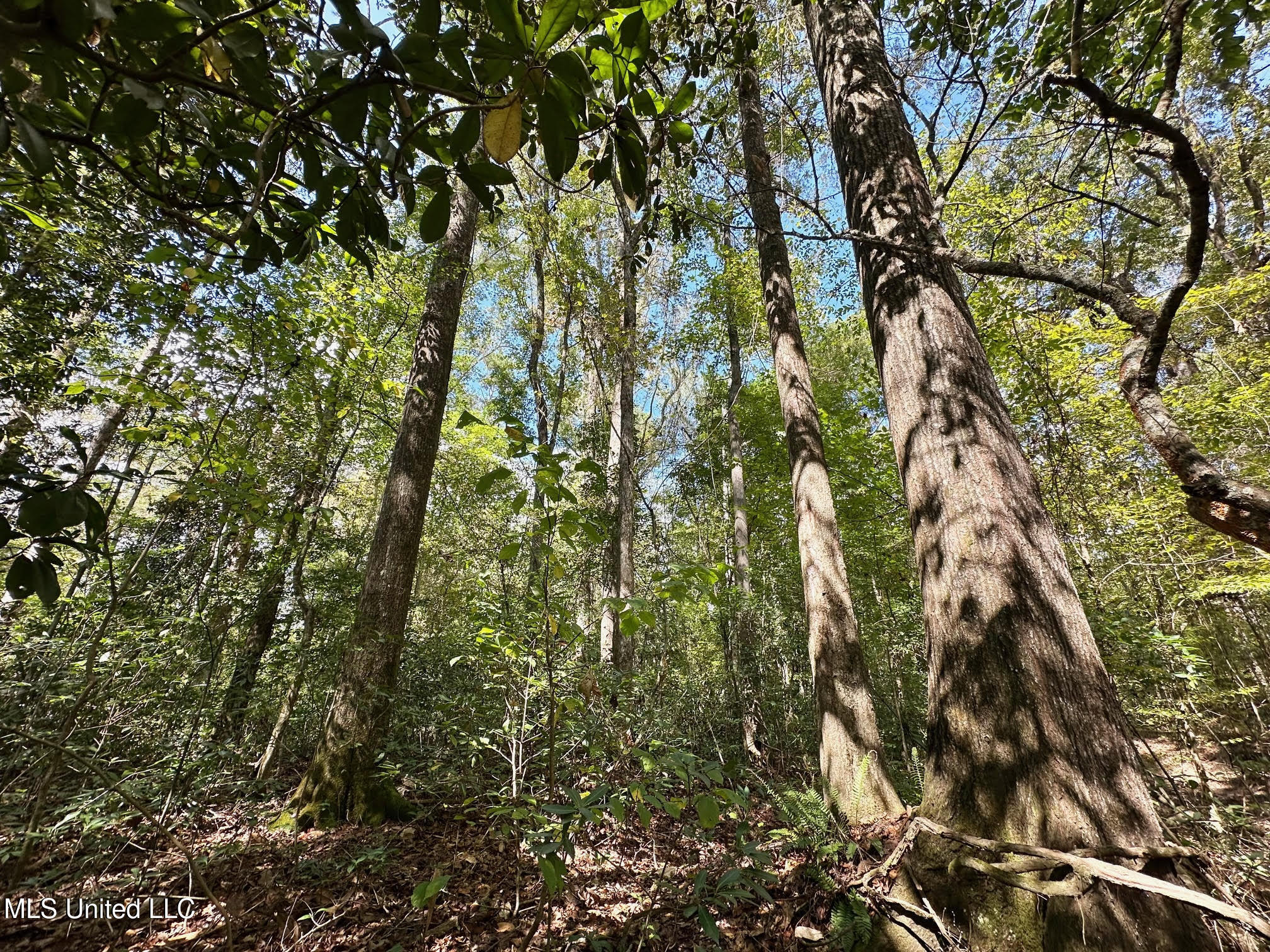 0 Highway 469 Property Photo 21