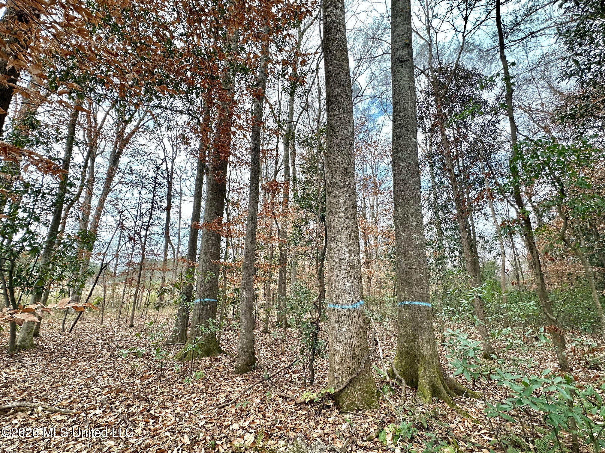 0 Highway 469 Property Photo 21