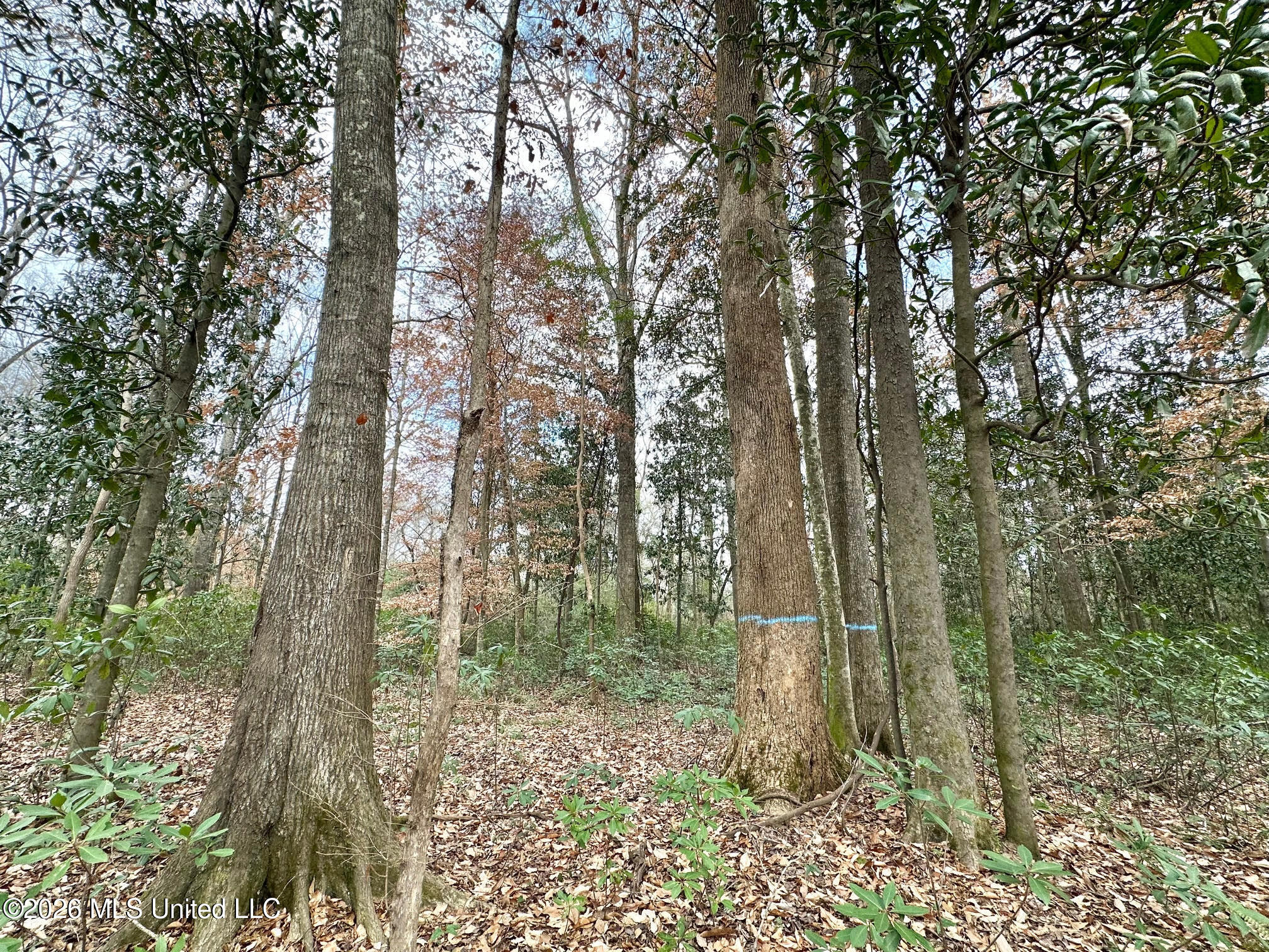 0 Highway 469 Property Photo 22