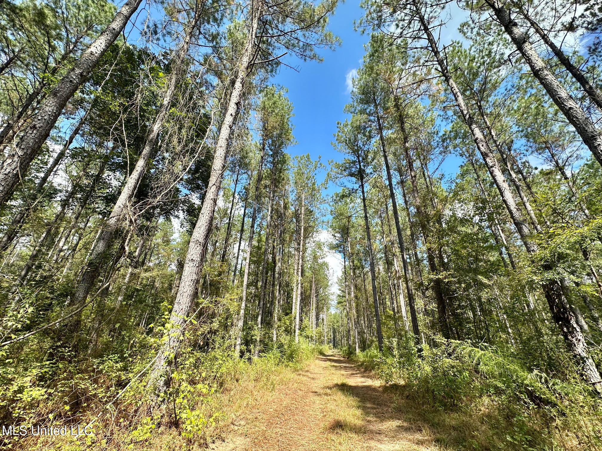 0 Highway 469 Property Photo 23