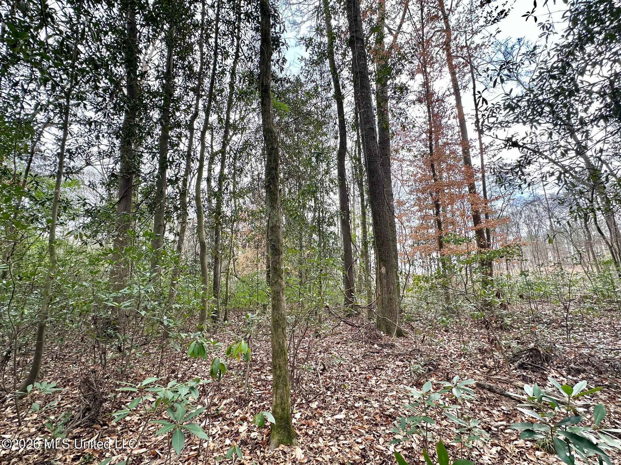 0 Highway 469 Property Photo 23