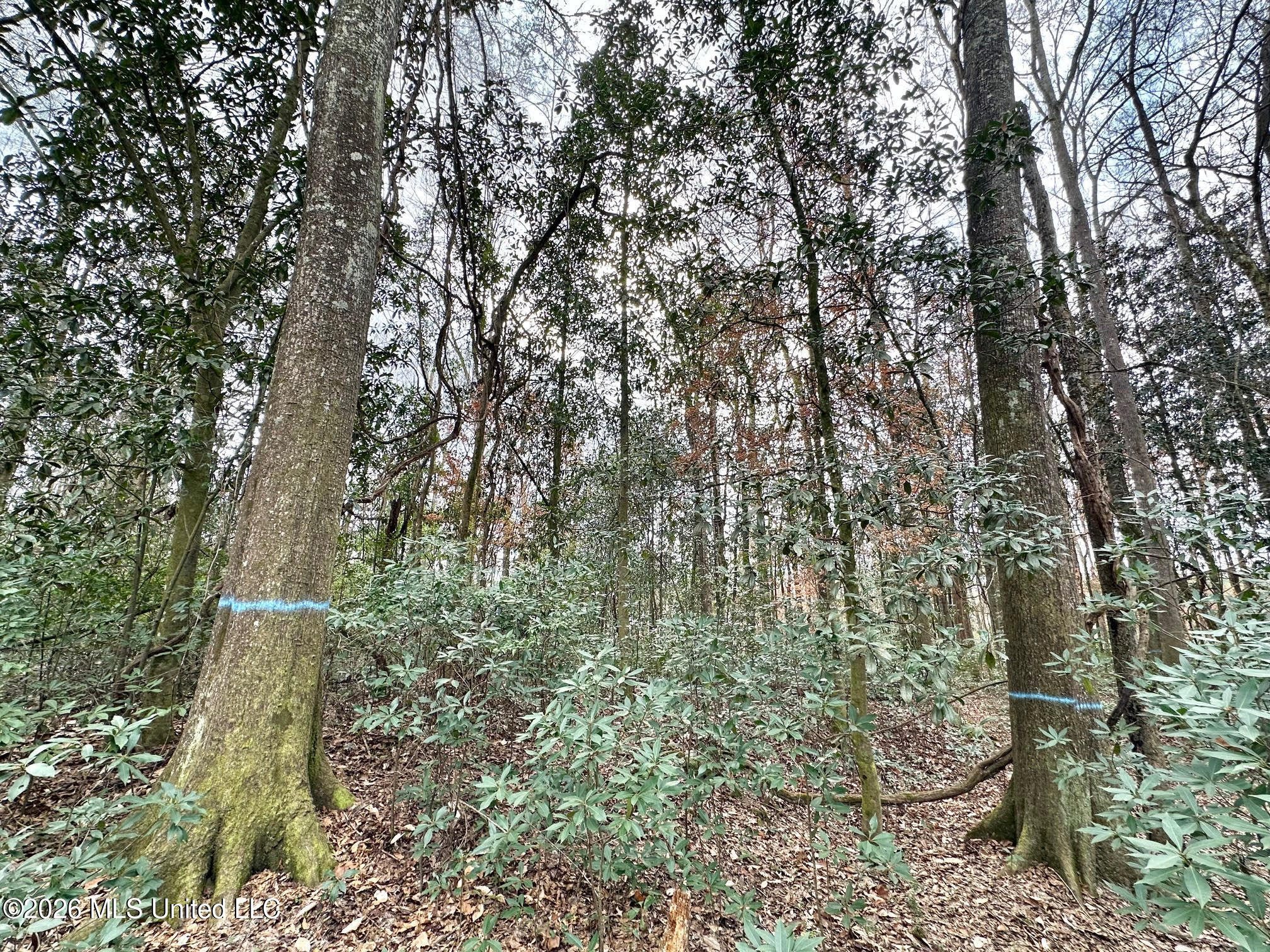 0 Highway 469 Property Photo 24