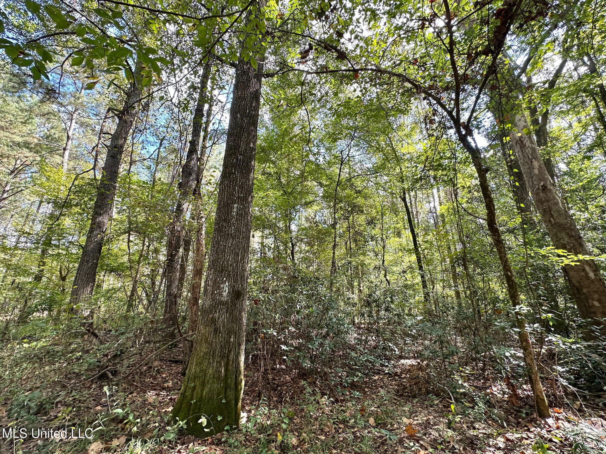 0 Highway 469 Property Photo 27