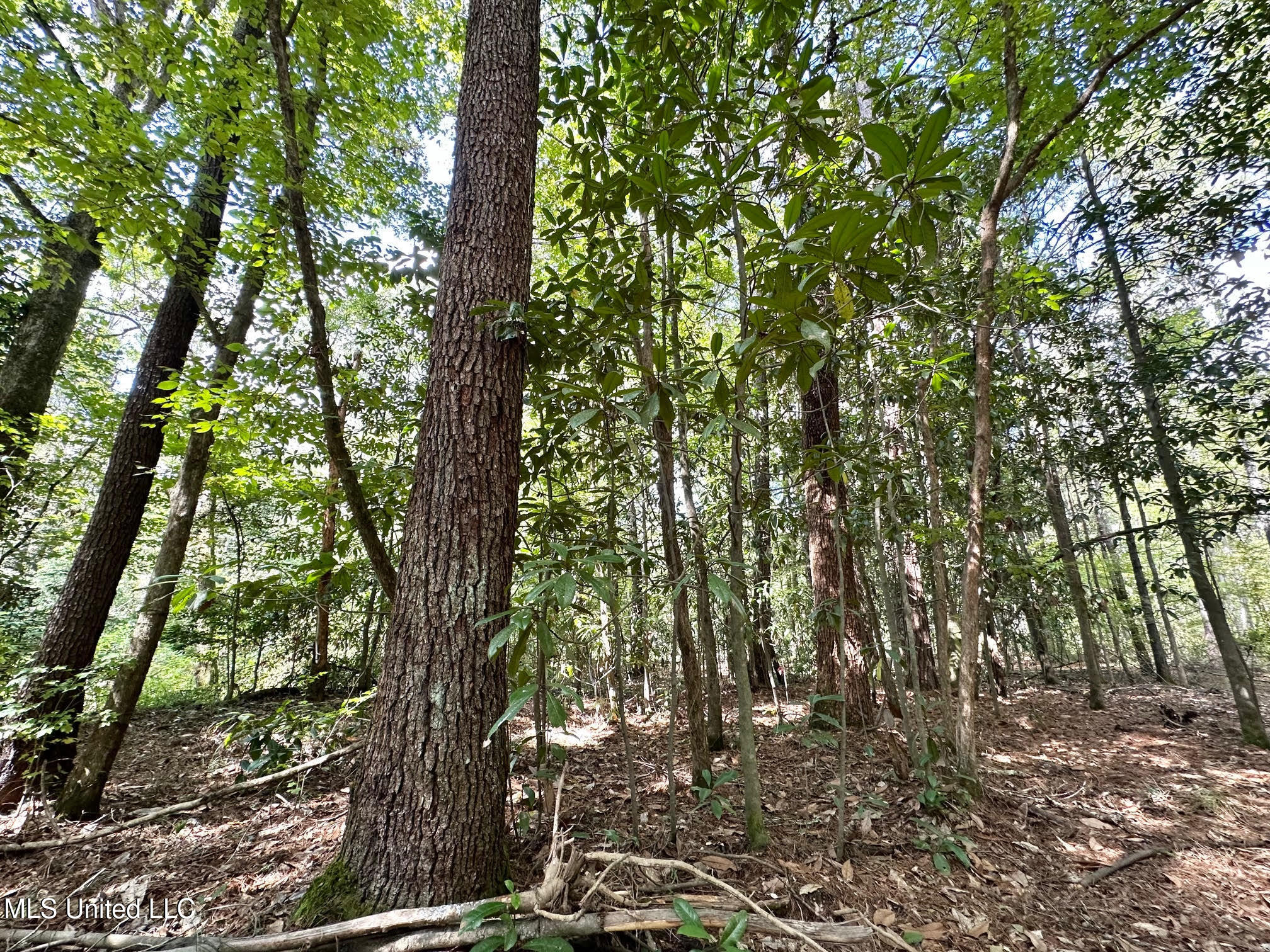 0 Highway 469 Property Photo 28