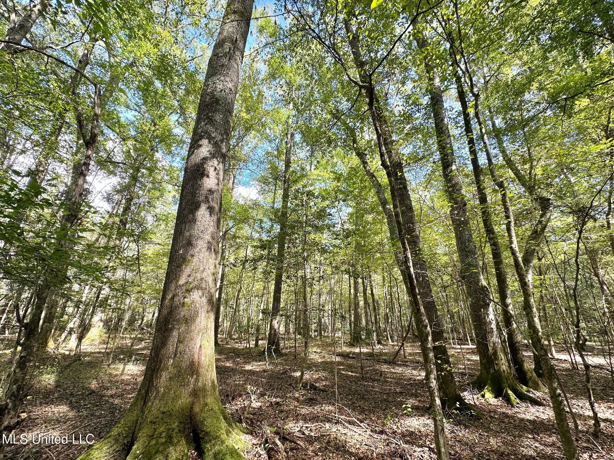 0 Highway 469 Property Photo 35