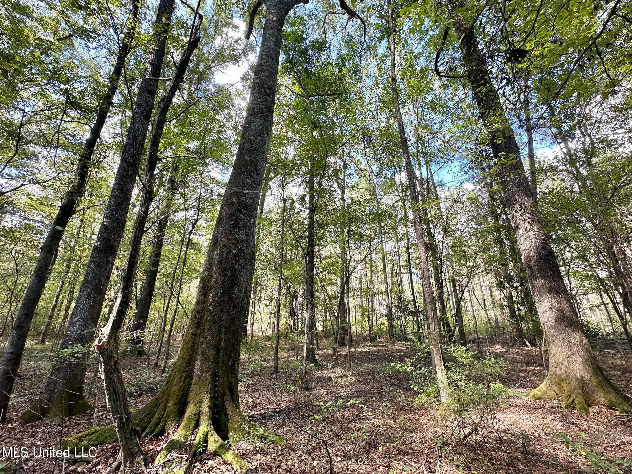 0 Highway 469 Property Photo 36