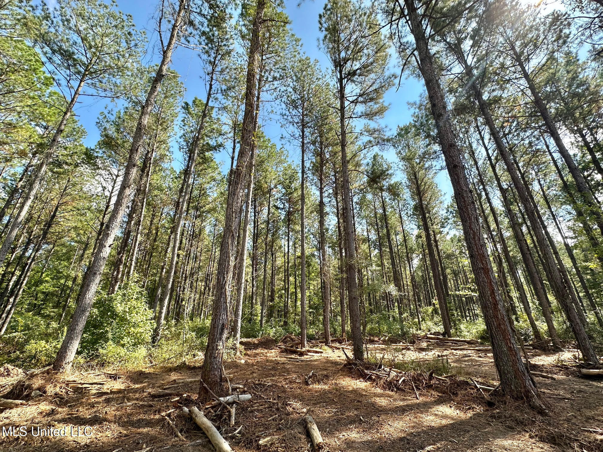 0 Highway 469 Property Photo 37