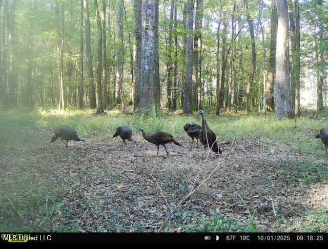 0 Highway 469 Property Photo 52