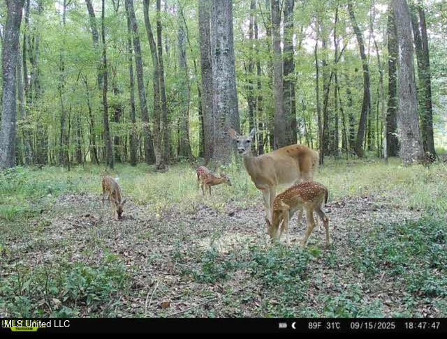 0 Highway 469 Property Photo 53