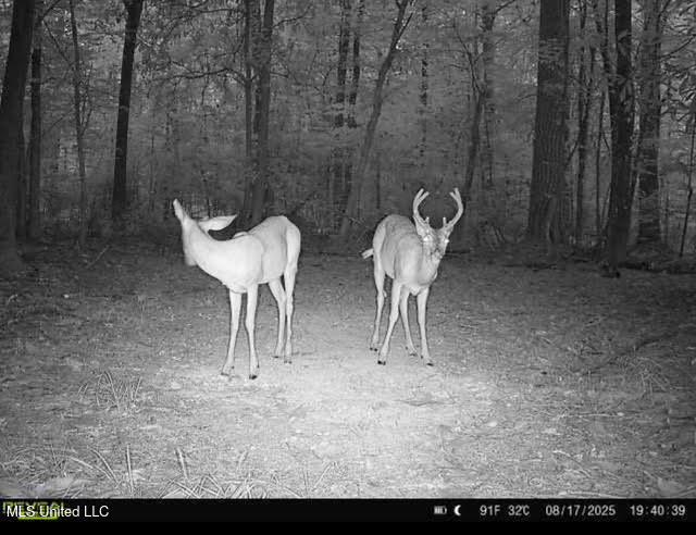 0 Highway 469 Property Photo 54