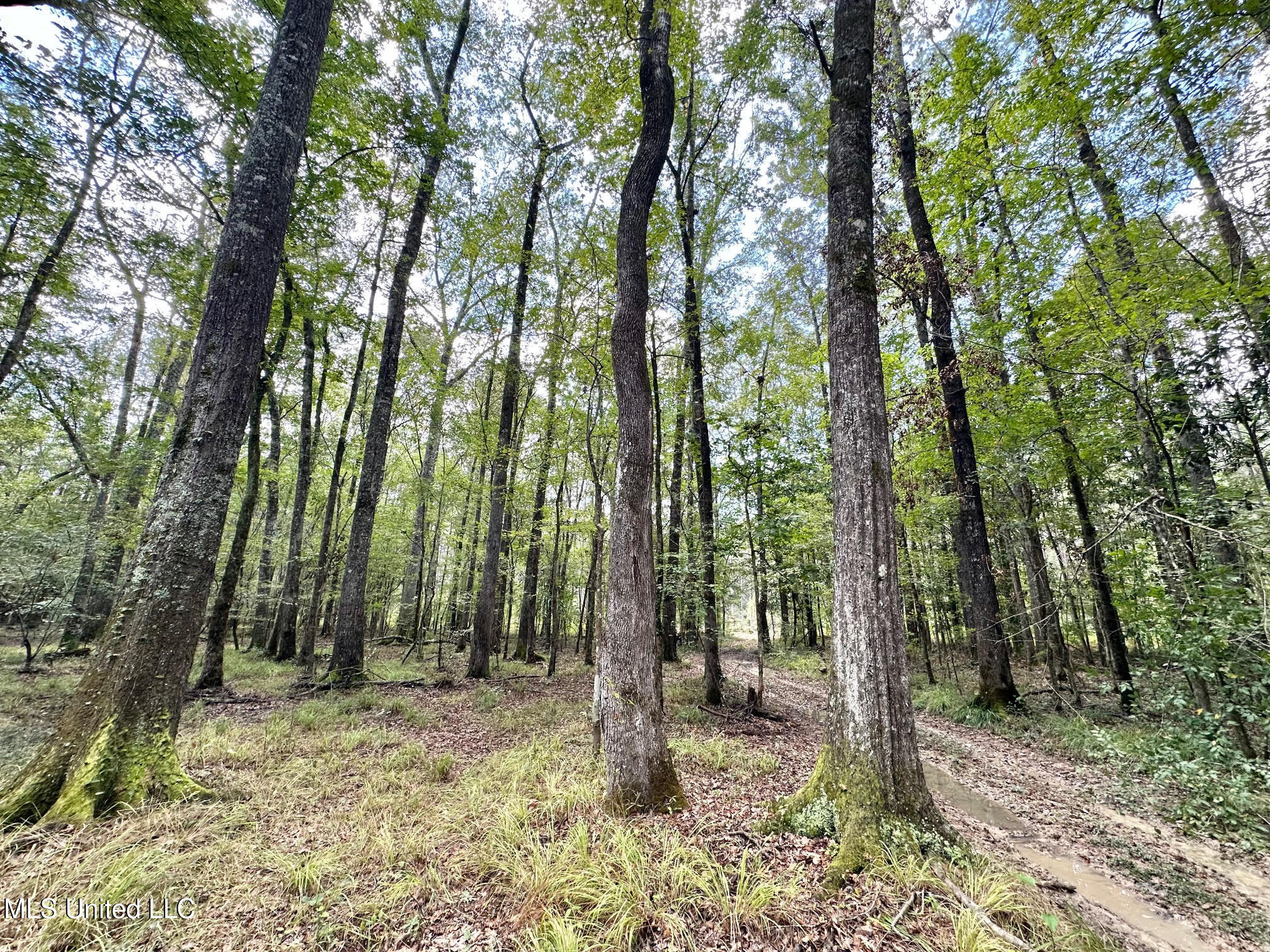 1 Highway 469 Property Photo 4