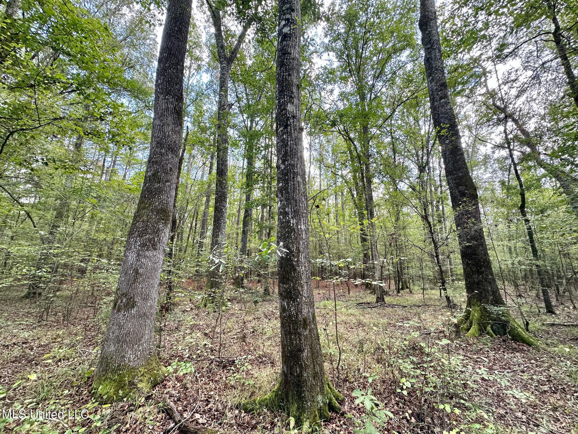 1 Highway 469 Property Photo 5