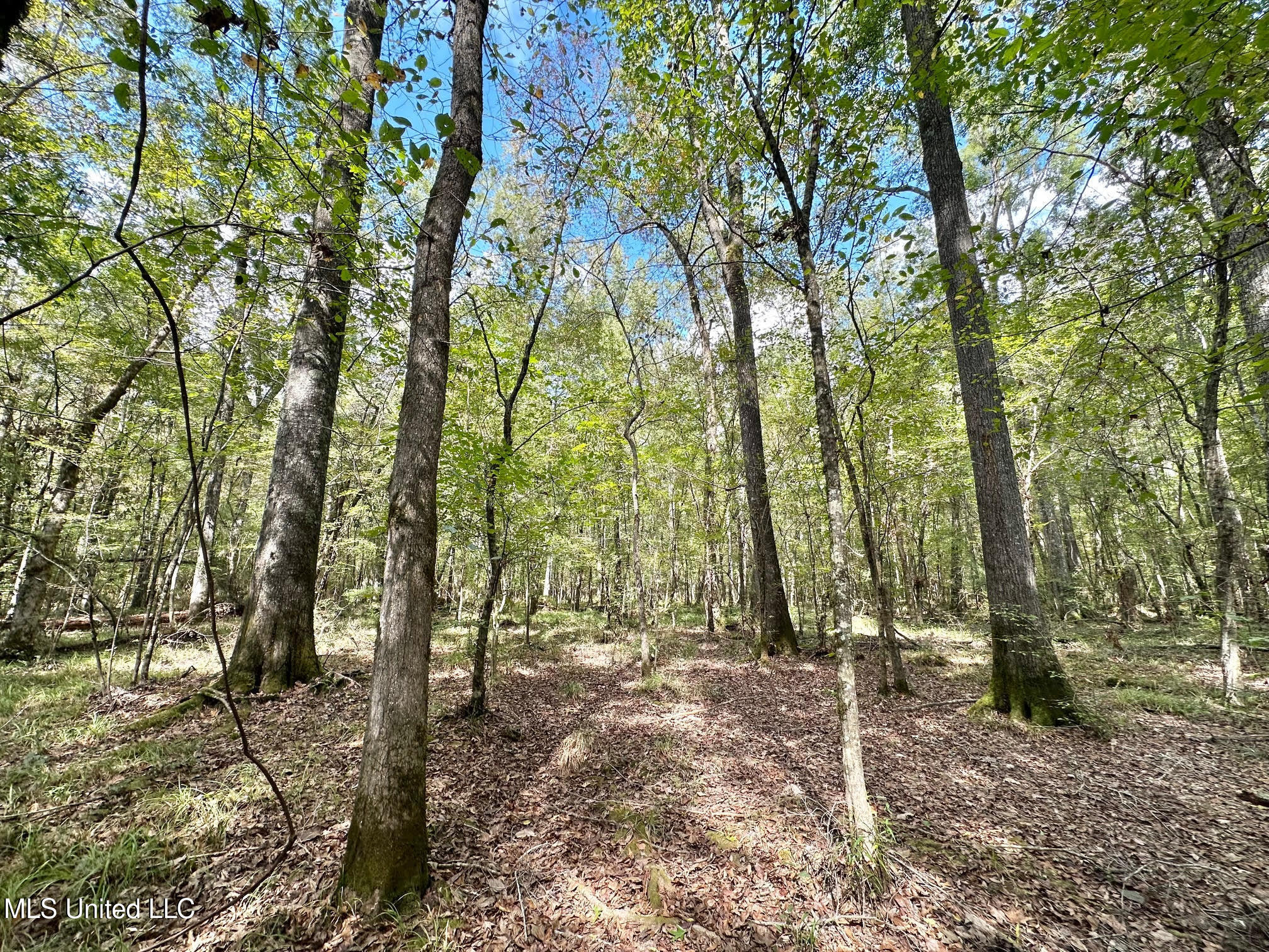 1 Highway 469 Property Photo 7