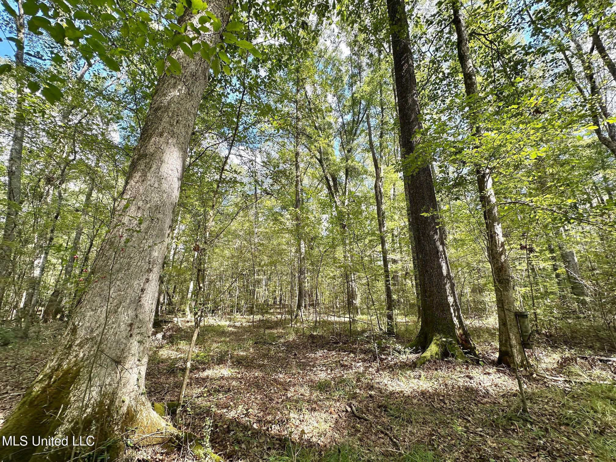 1 Highway 469 Property Photo 8