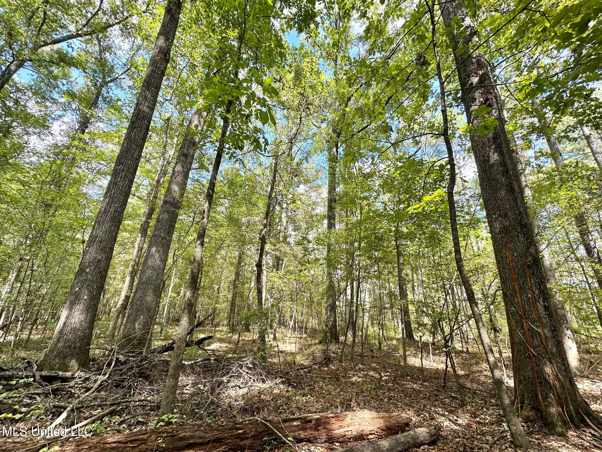 1 Highway 469 Property Photo 9