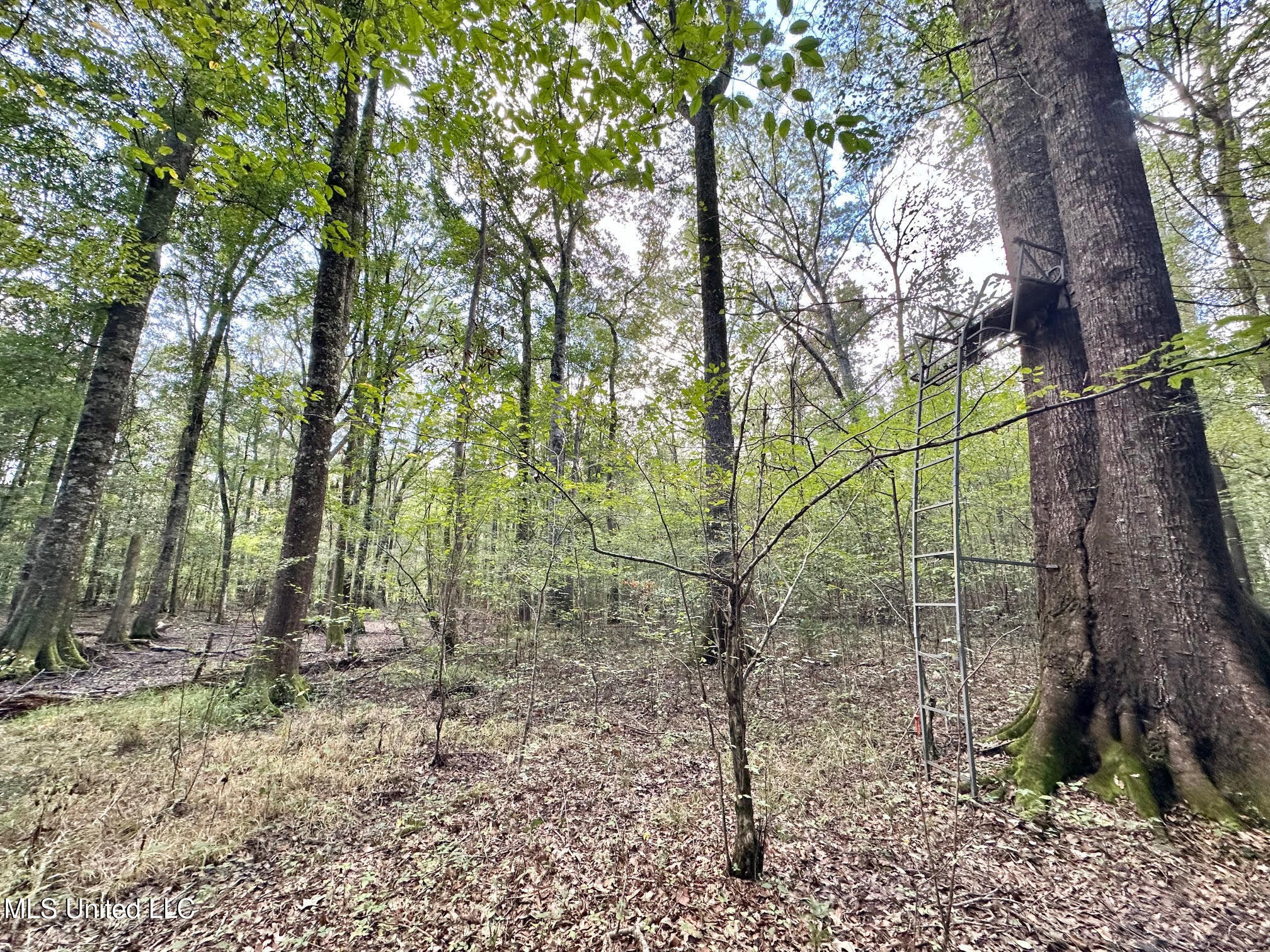 1 Highway 469 Property Photo 12