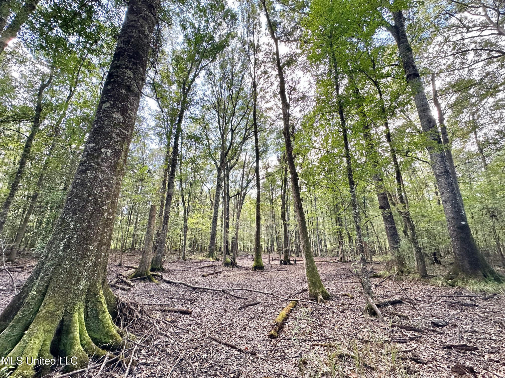 1 Highway 469 Property Photo 13