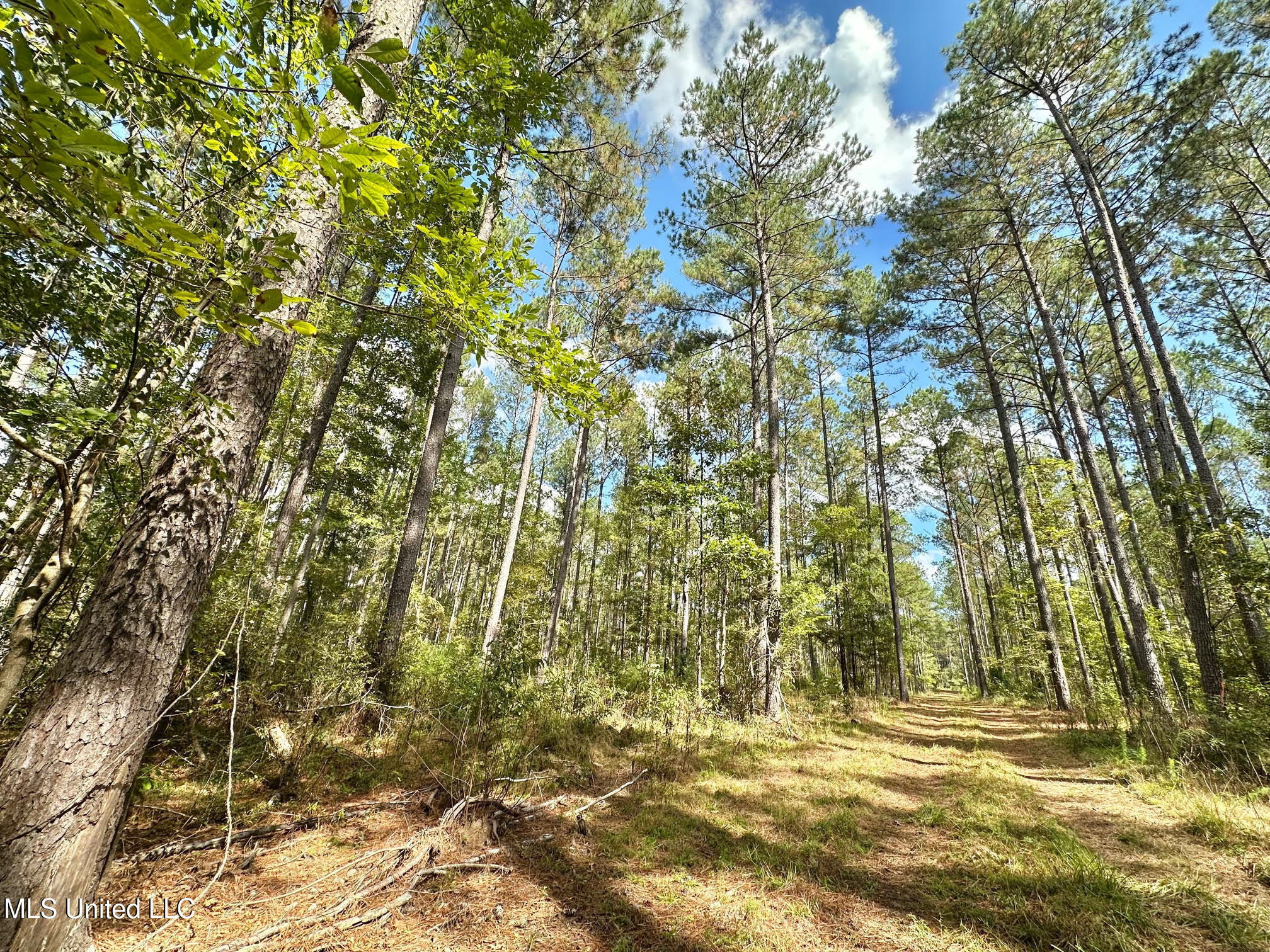 2 Highway 469 Property Photo 5