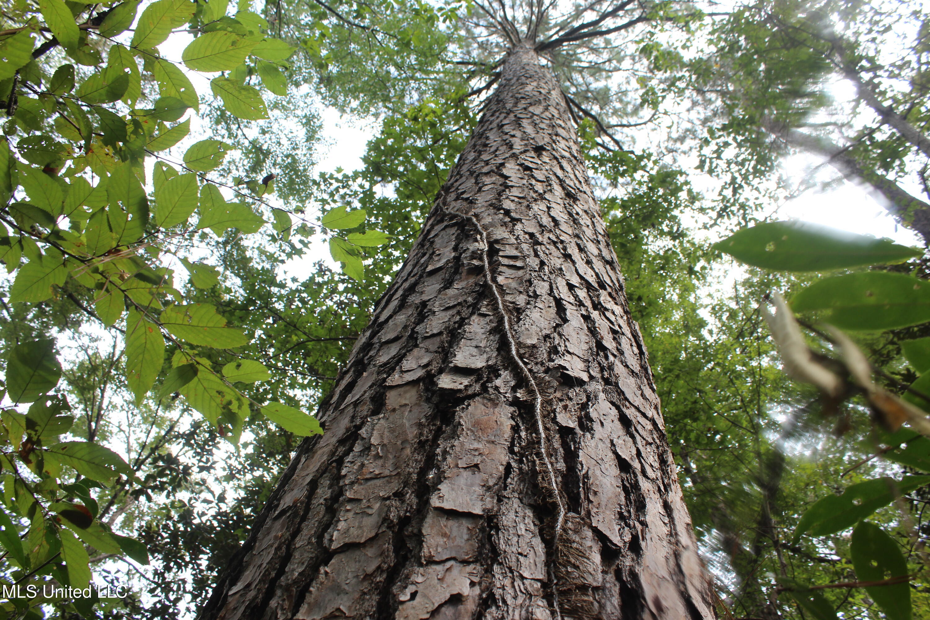 Tbd Fox Road Property Photo 1