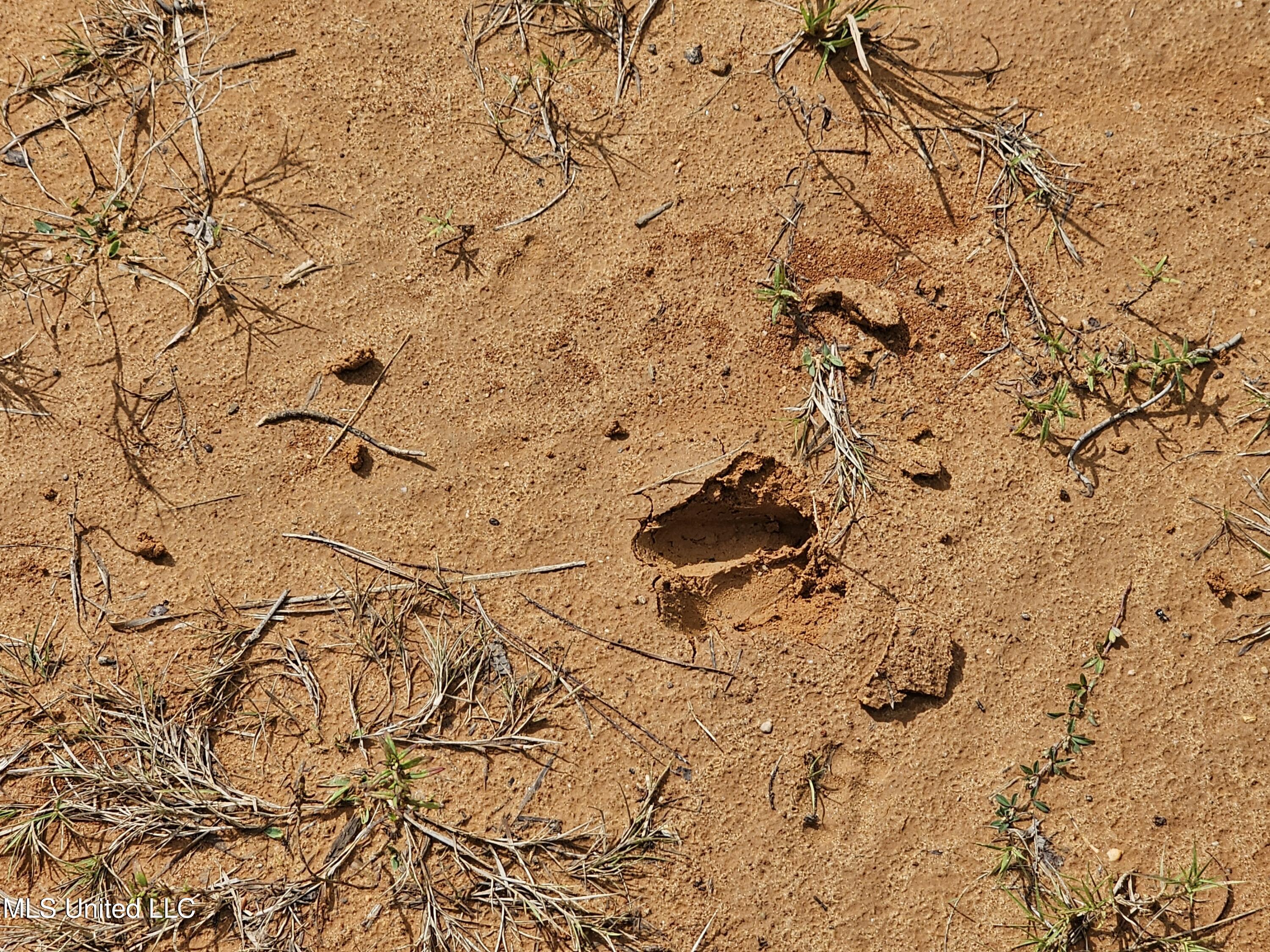 923 Jeffery Drive Property Photo 5